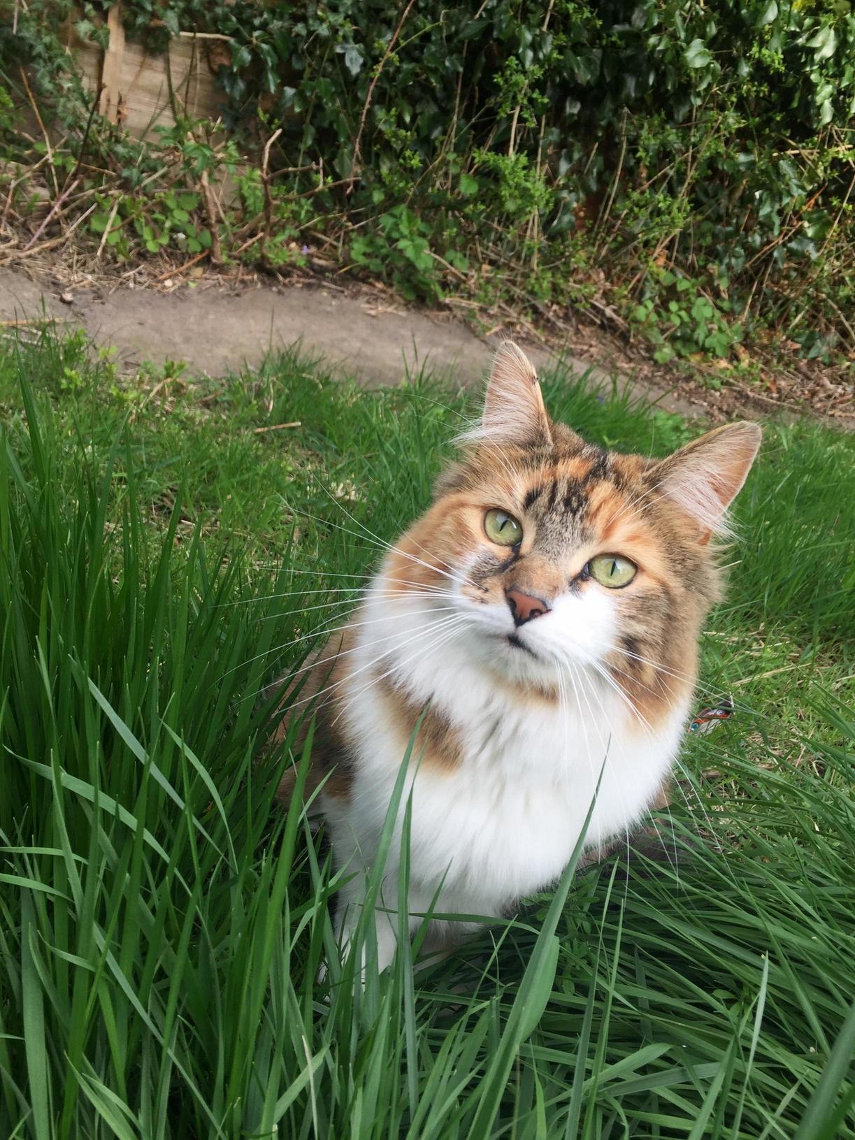 My Princess Out Hunting Chasing Leaves