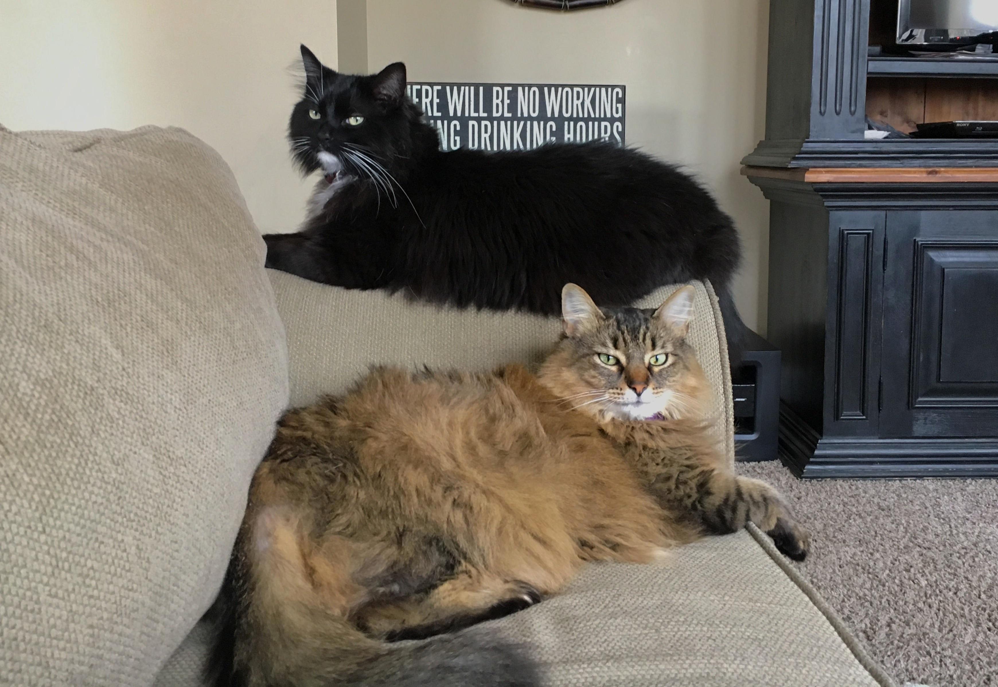 My Rescue Kitties Mittens and Josie Are Part Time High Fashion Models
