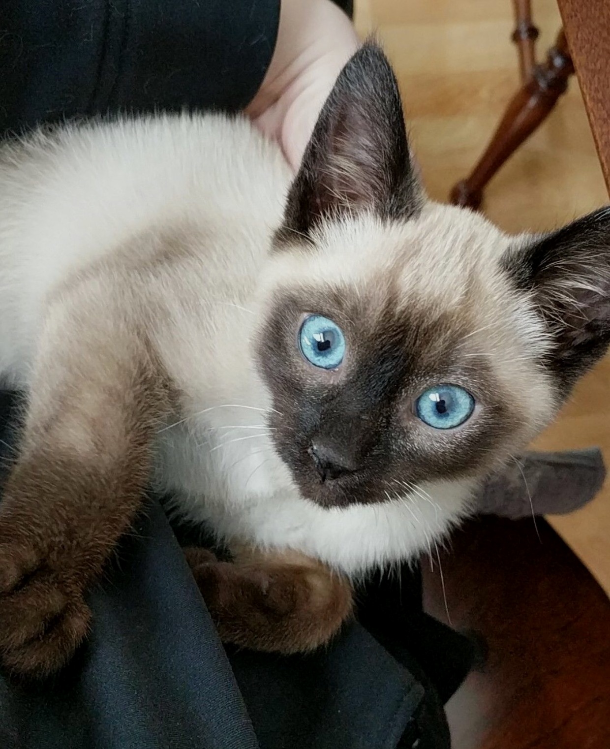 My Sister Got a New Kitten This Is Nuke.