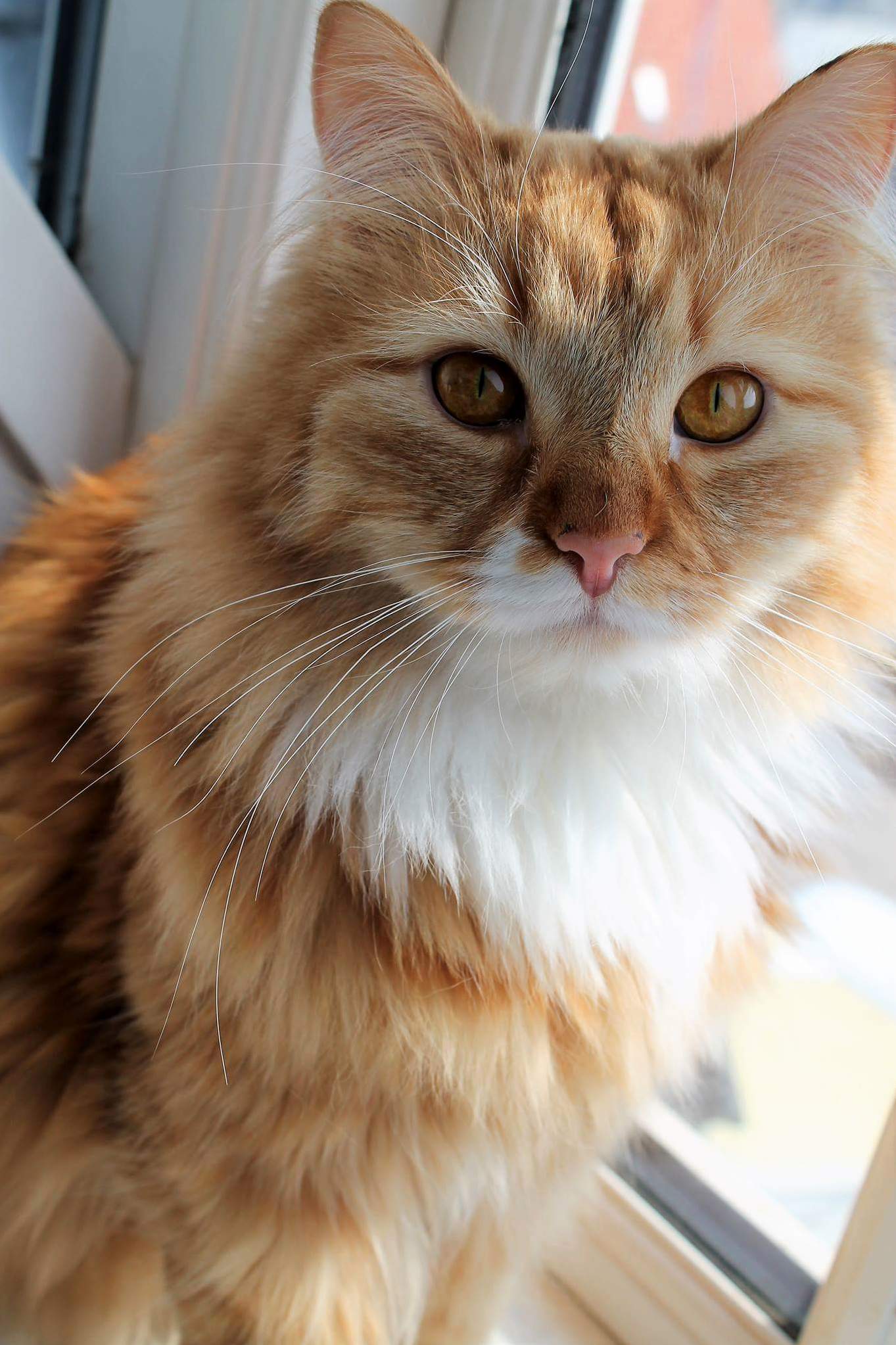 My Sister Took This Awesome Picture of My Cat Molotov