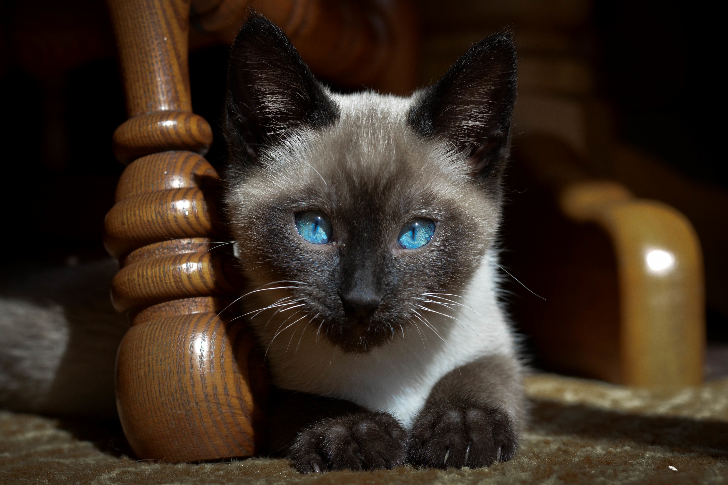 My Sisters Cat Has the Bluest Eyes
