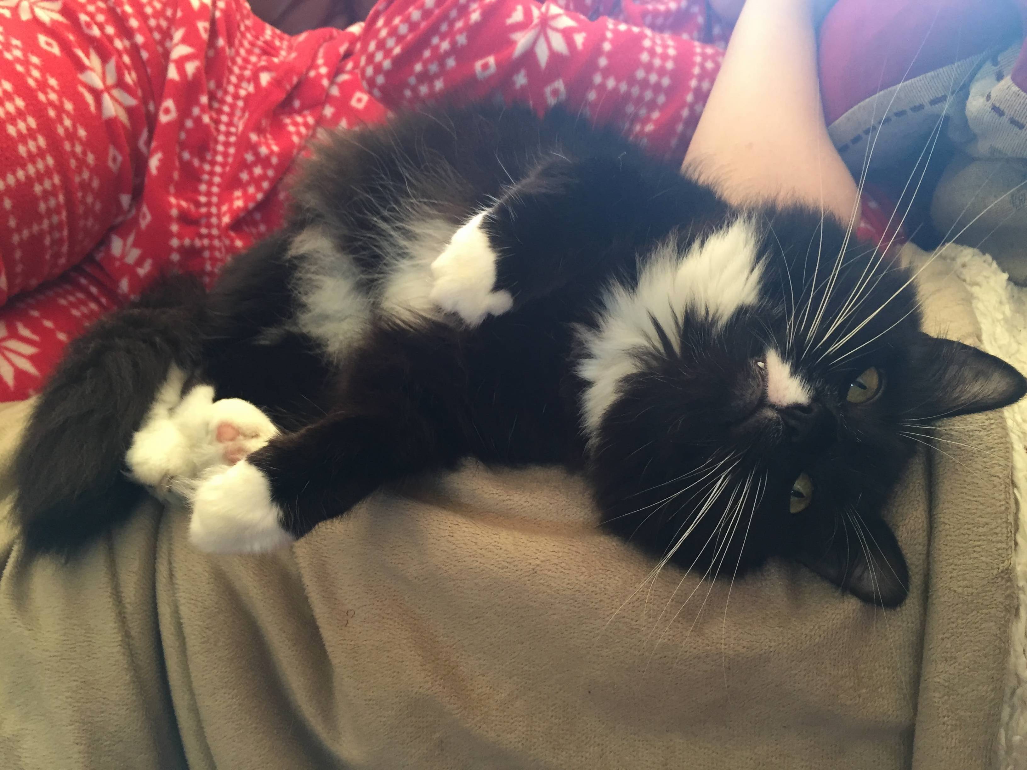 My Snaggletooth Kitty
