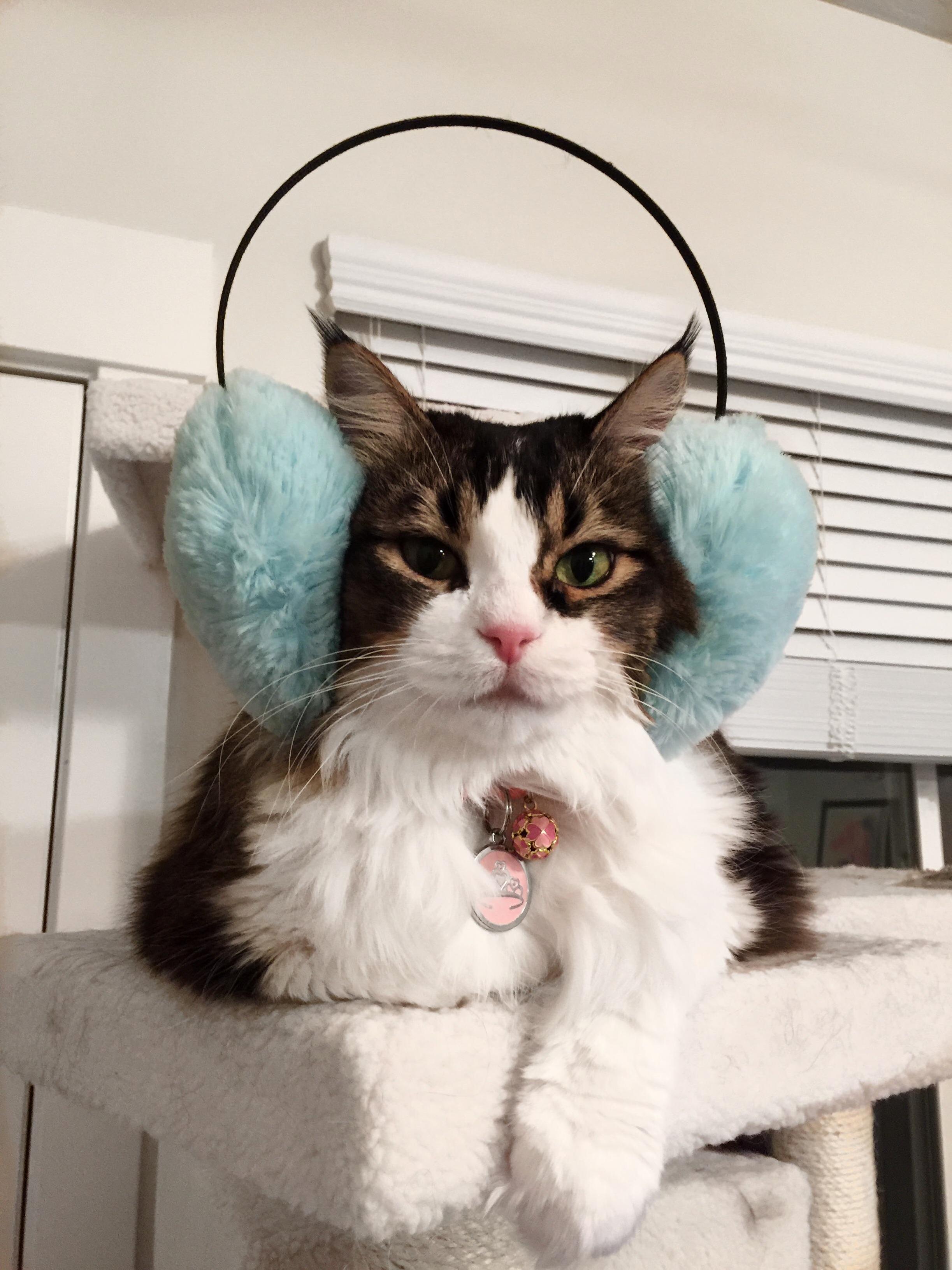 My Spoiled Kitty Is a Fashion Queen