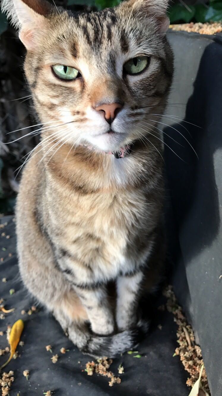 My Sweet Girl Doesnt Look So Enthusiastic About Turning 3
