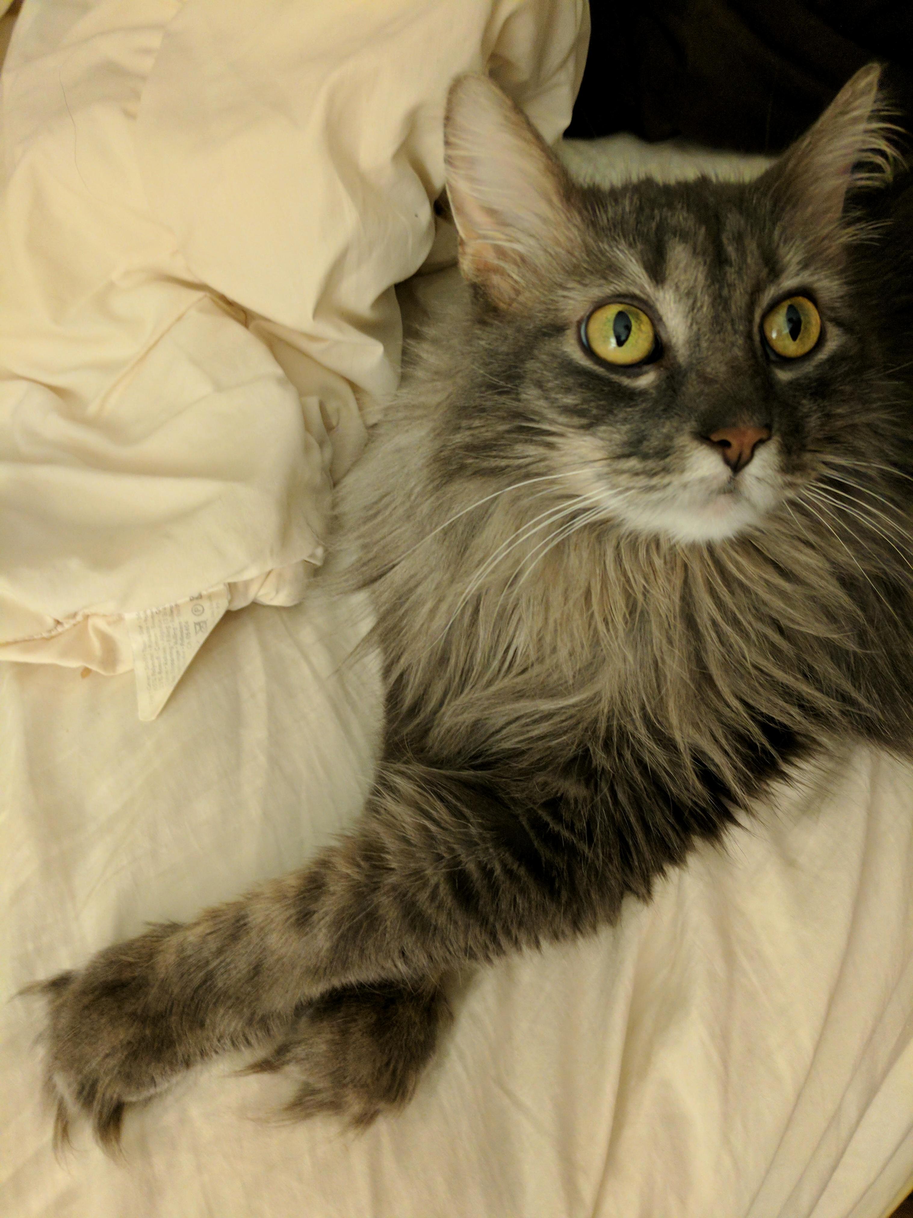 My Sweet Kitty Sheik.