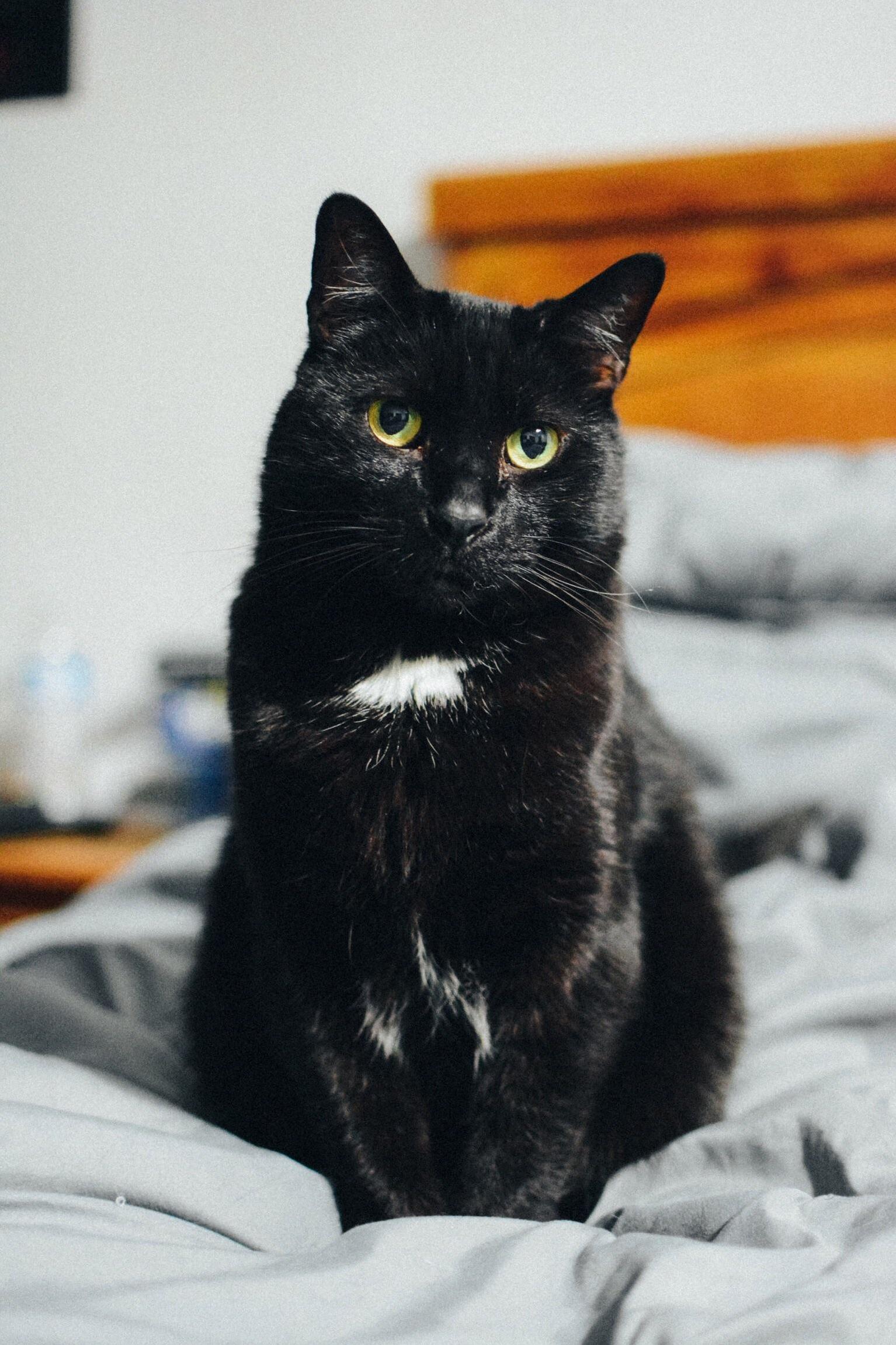 My Sweet Little Arthur Is 7 Years Old Today He Is Probably the Sweetest Cat I Ve Ever Known and Makes Me Smile Everyday.