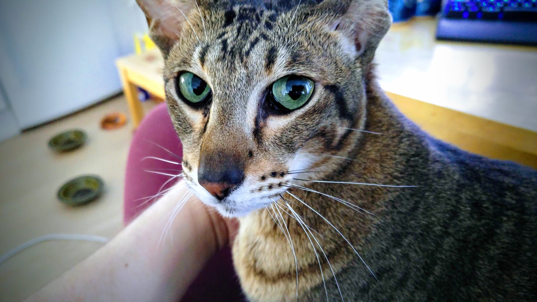 My Sweet Oriental Space Alien