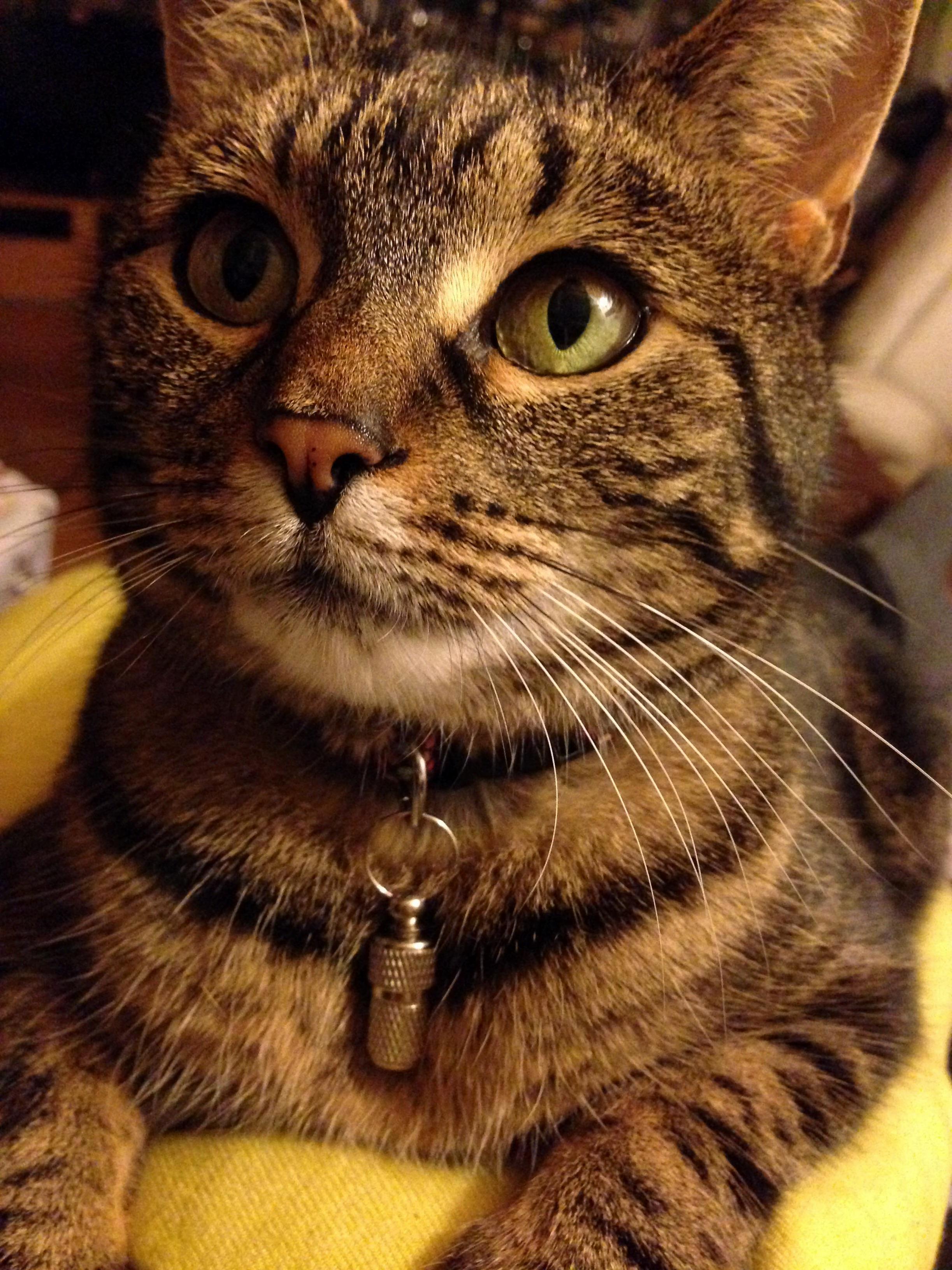 My Tiny Daughter Shes 7 Years Old but I Still Treat Her Like a Kitten