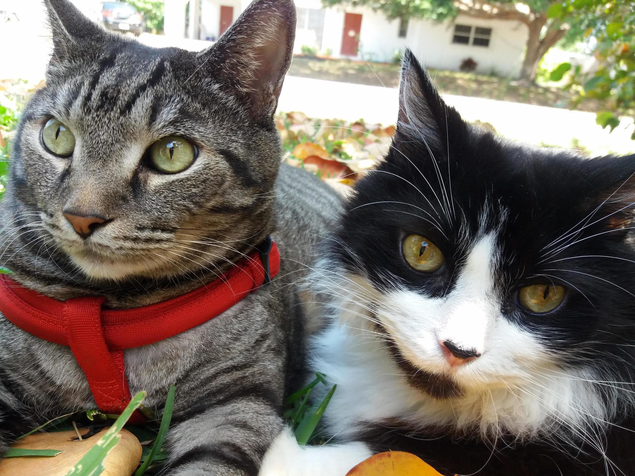 My Two Cats