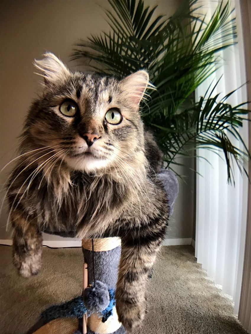 My Wife and I Rescued This Big Guy Last Month. Meet Bubastis