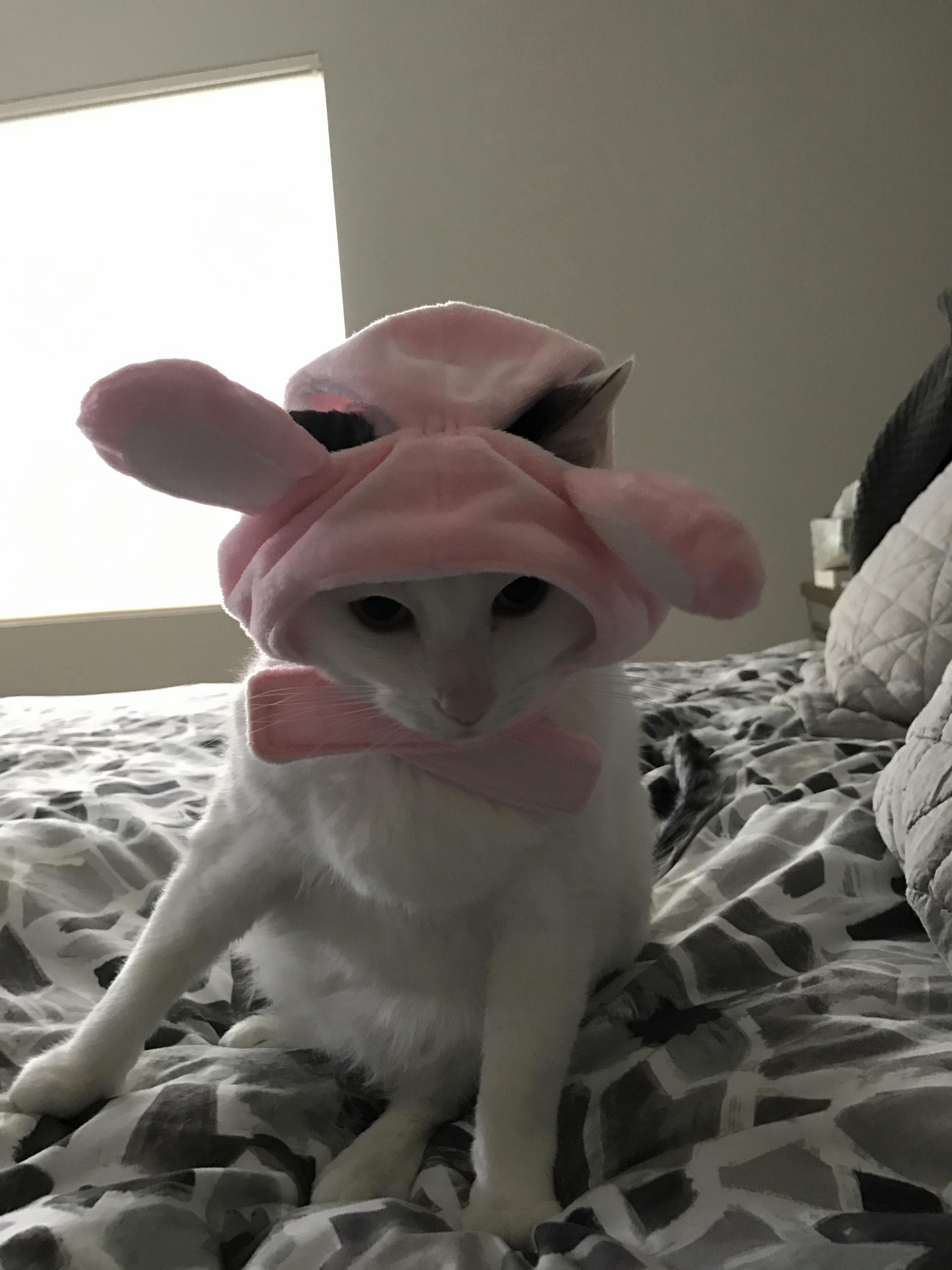 My Wife Wanted a Bunny