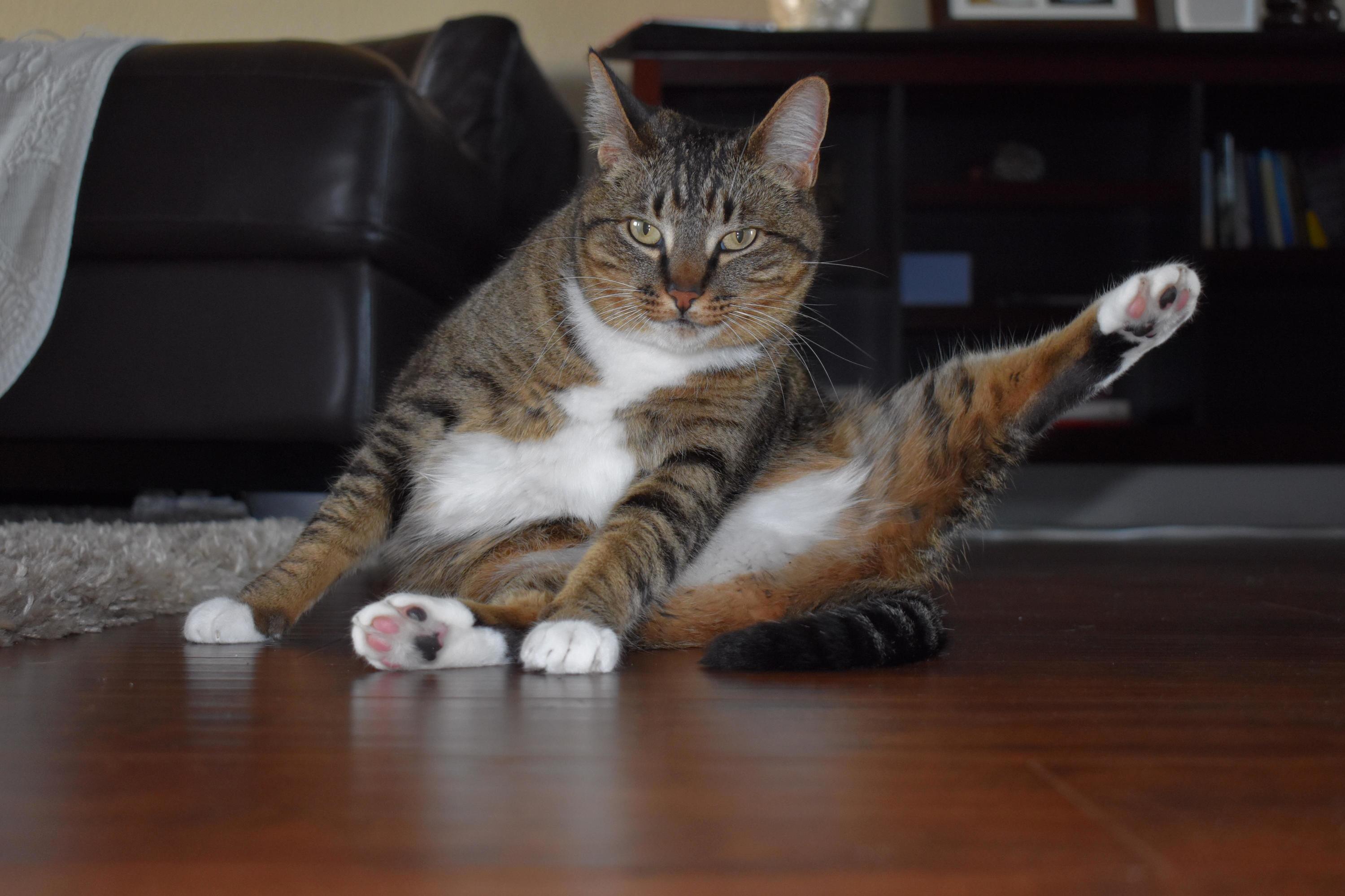 My Yoga Cat