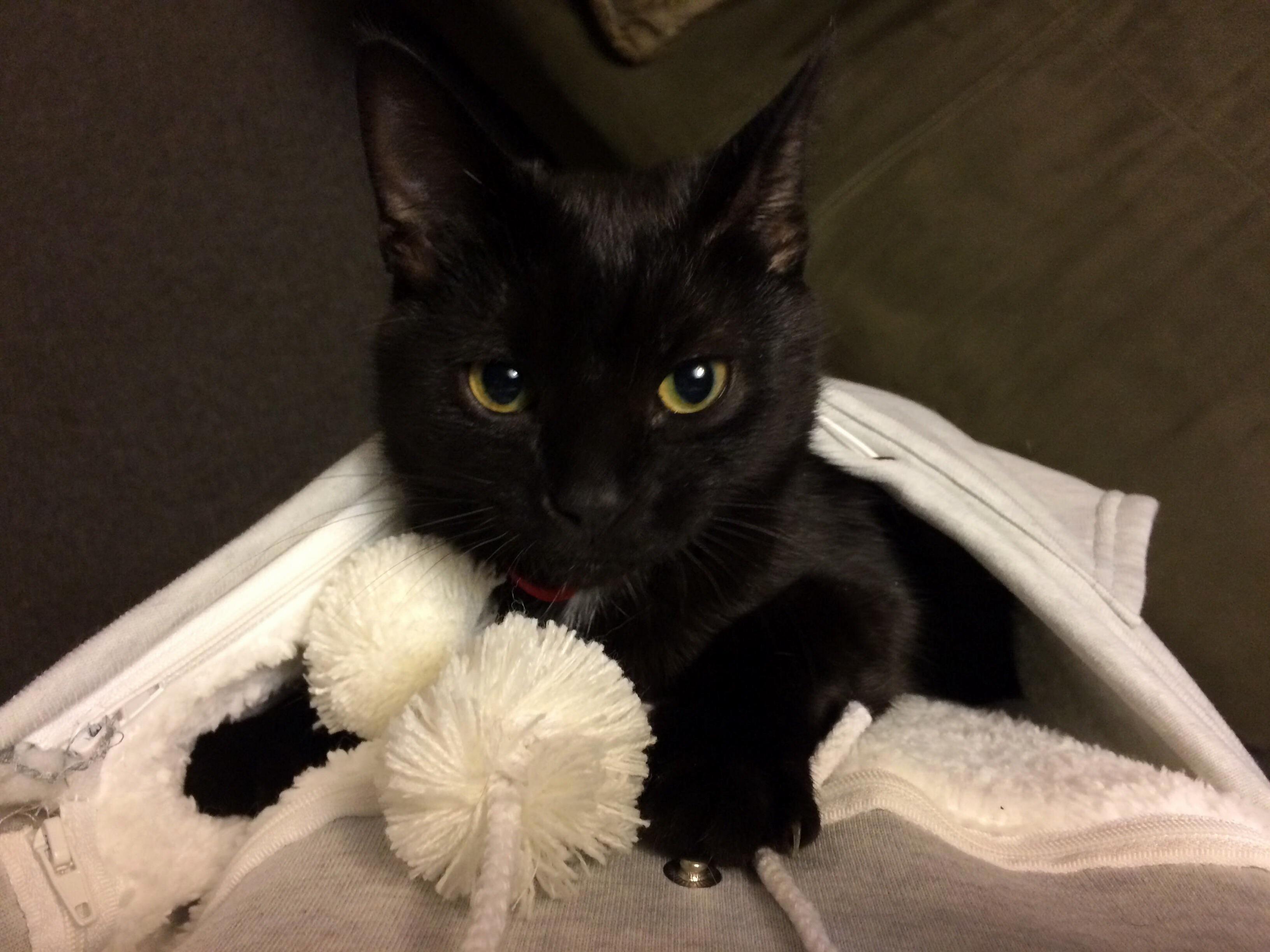 Mystery Is Enjoying His Kitty Pouch.