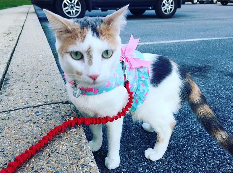 Nanako in Her Springtime Harness