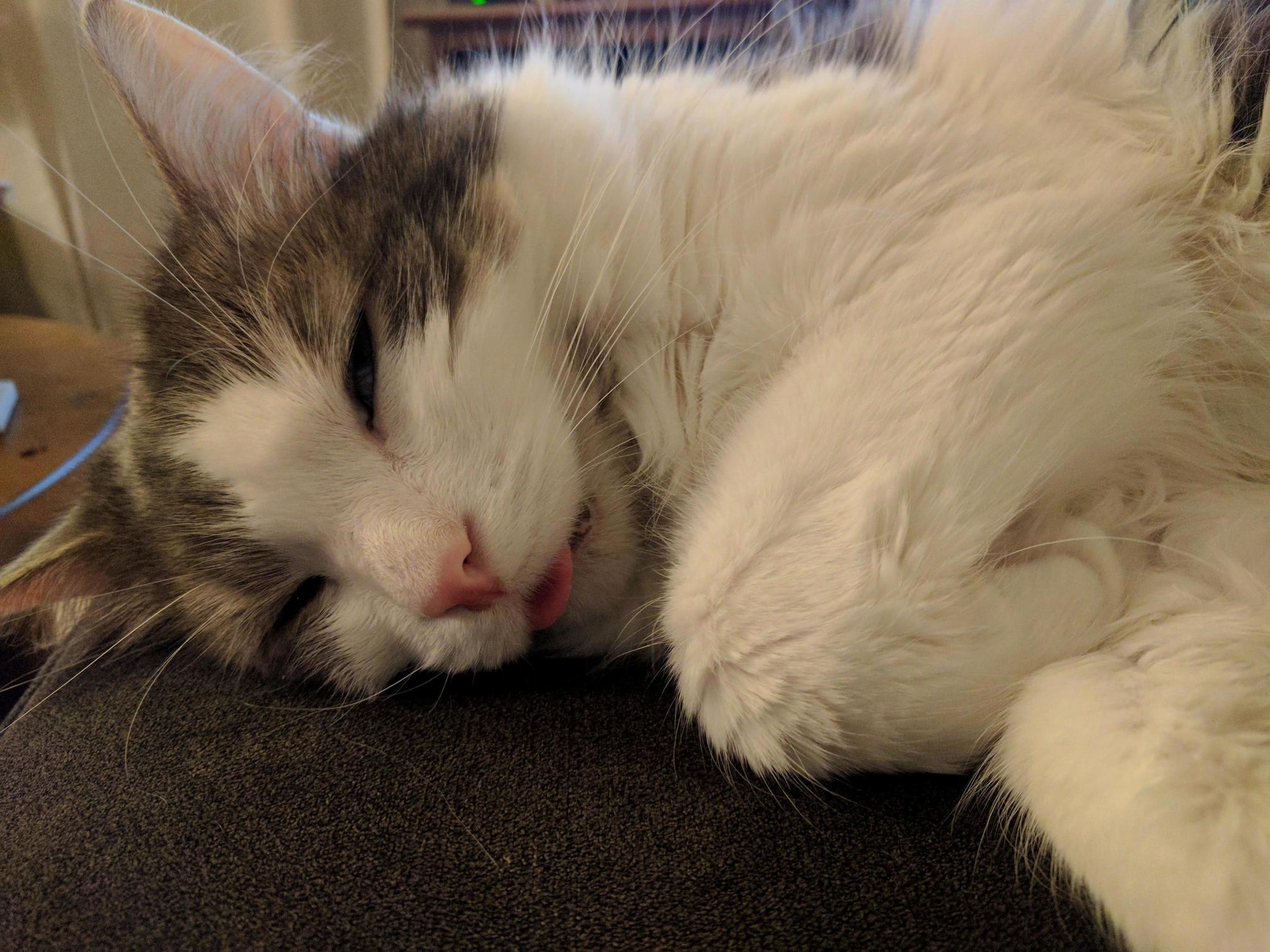 Nap with a Side of Blep