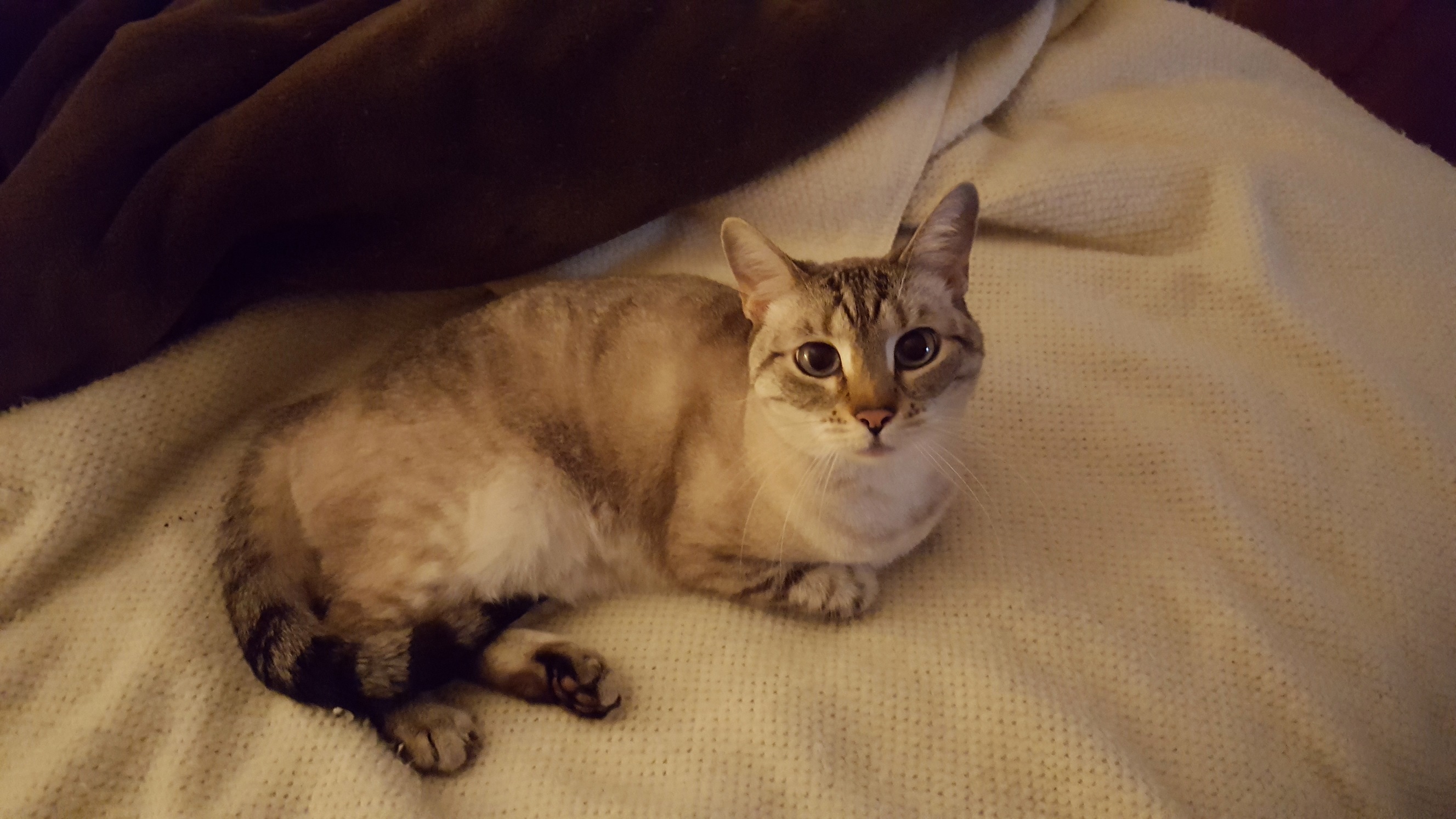 Need a Bit of Help Moving with My Cat