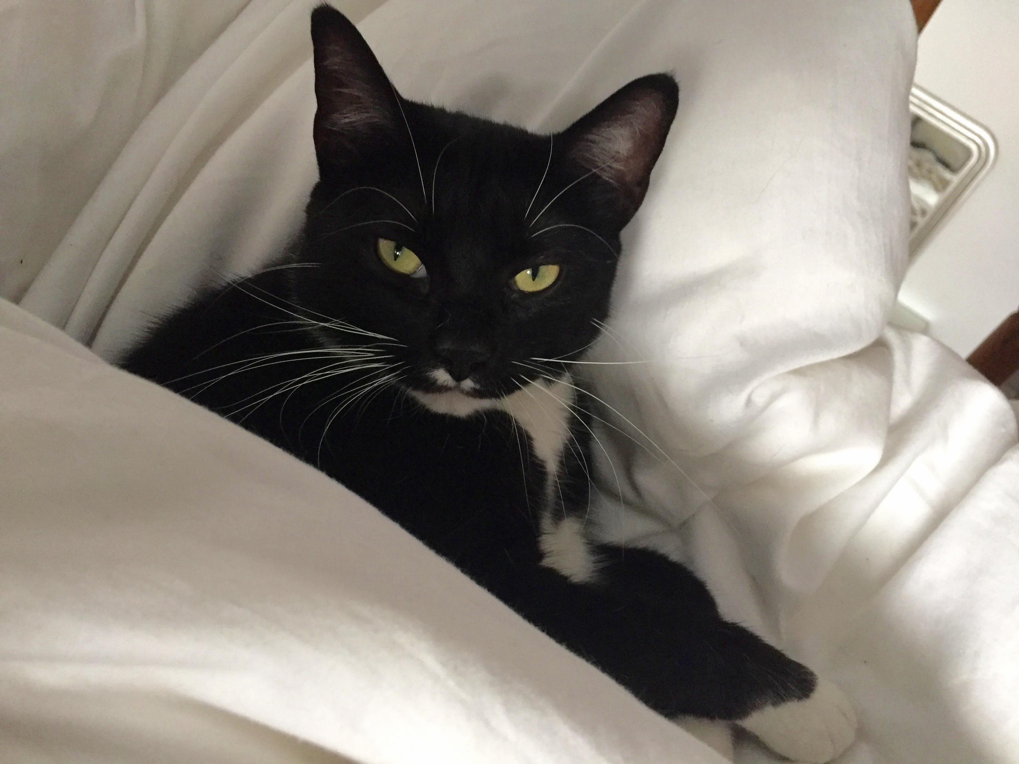 Need Advice on Cat Hair Everywhere