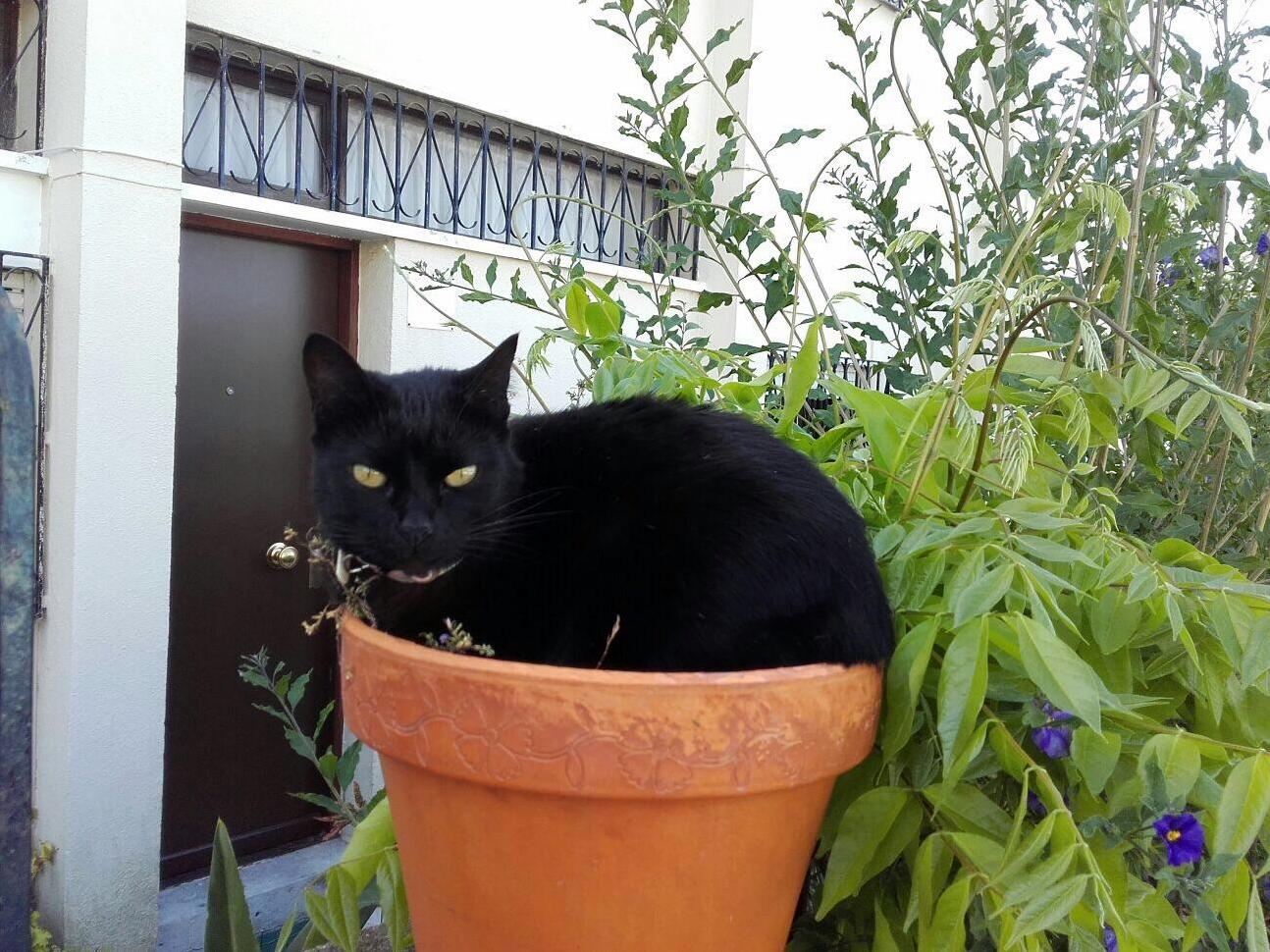 New Cat Like Biological Species Found