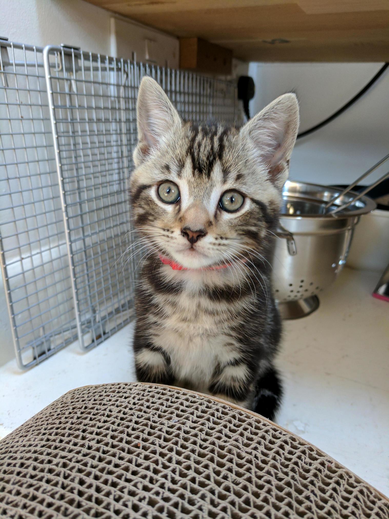 New Kitten Day Meet Rodger