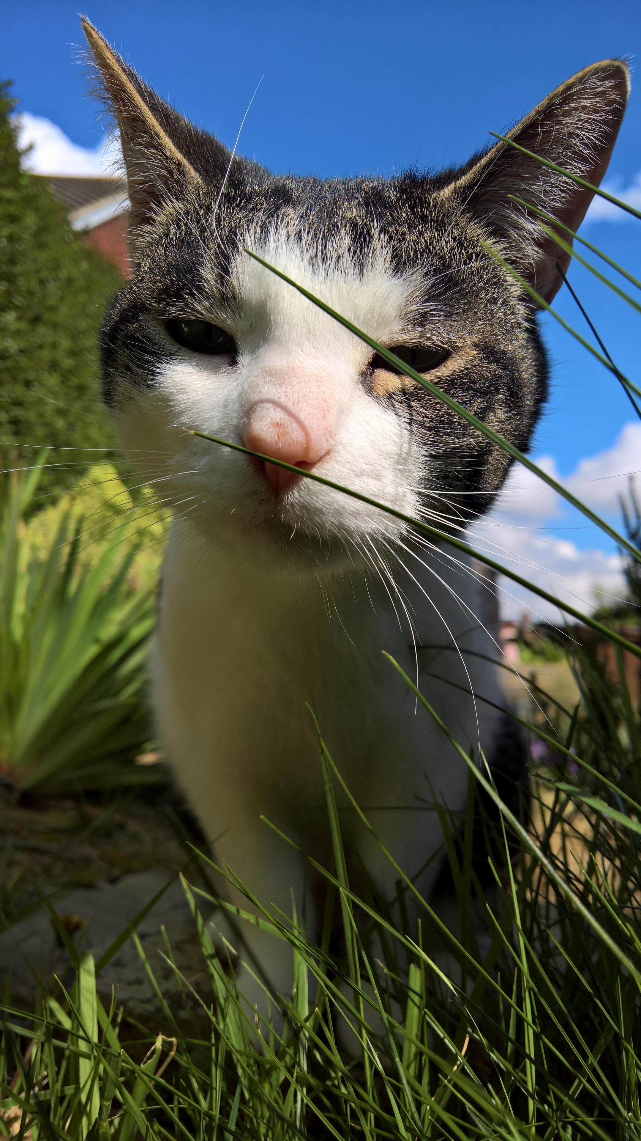 New Phone Camera Test with Sisters Cat Milo