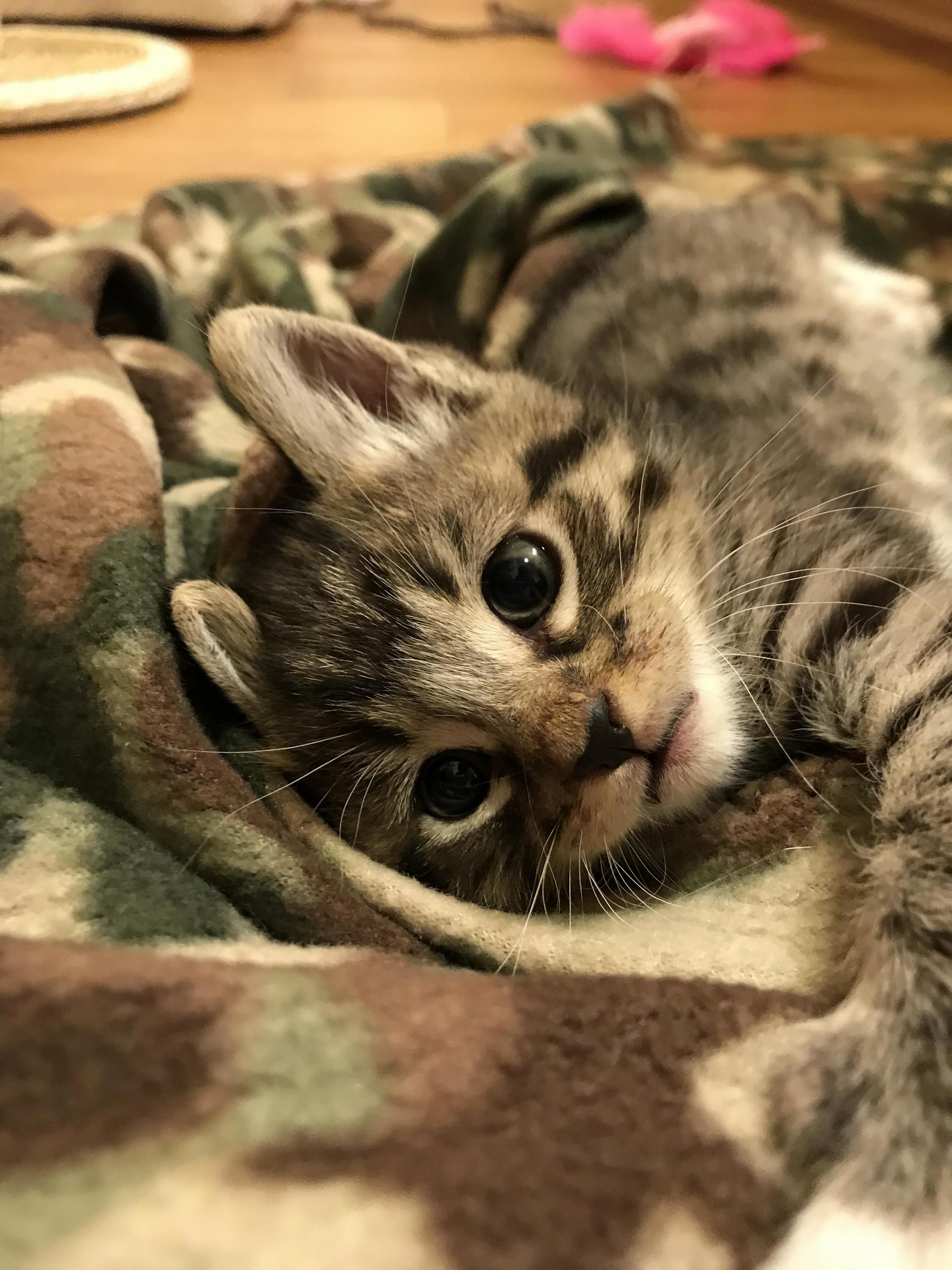 New Rescue Loves His Camo Blankie He Got His First Night Home