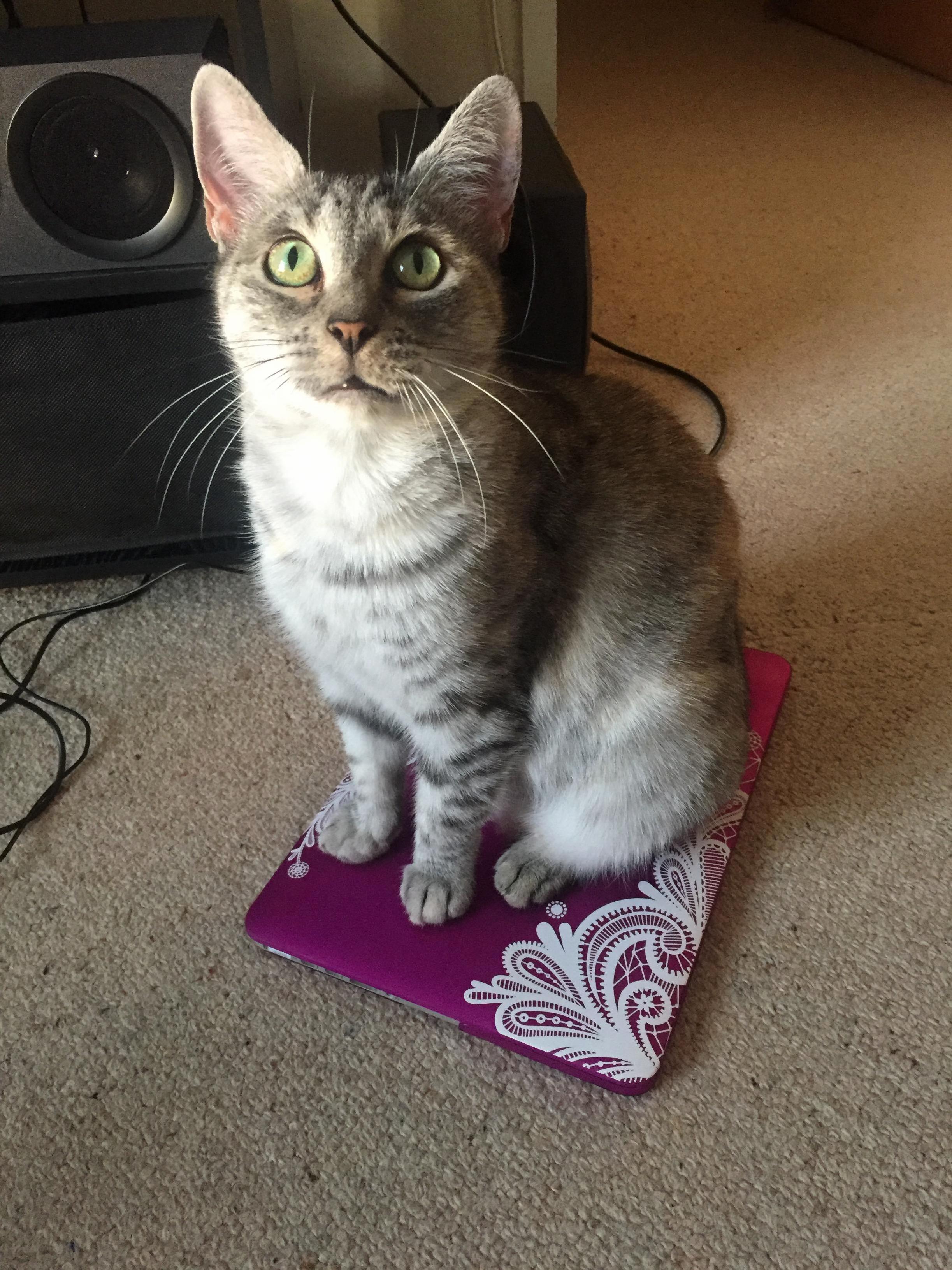 No Laptop for You Until You Give Me Some Pats