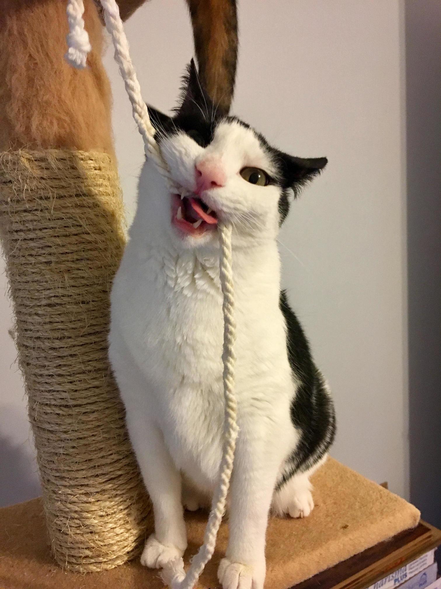 Nom Nom Kitty
