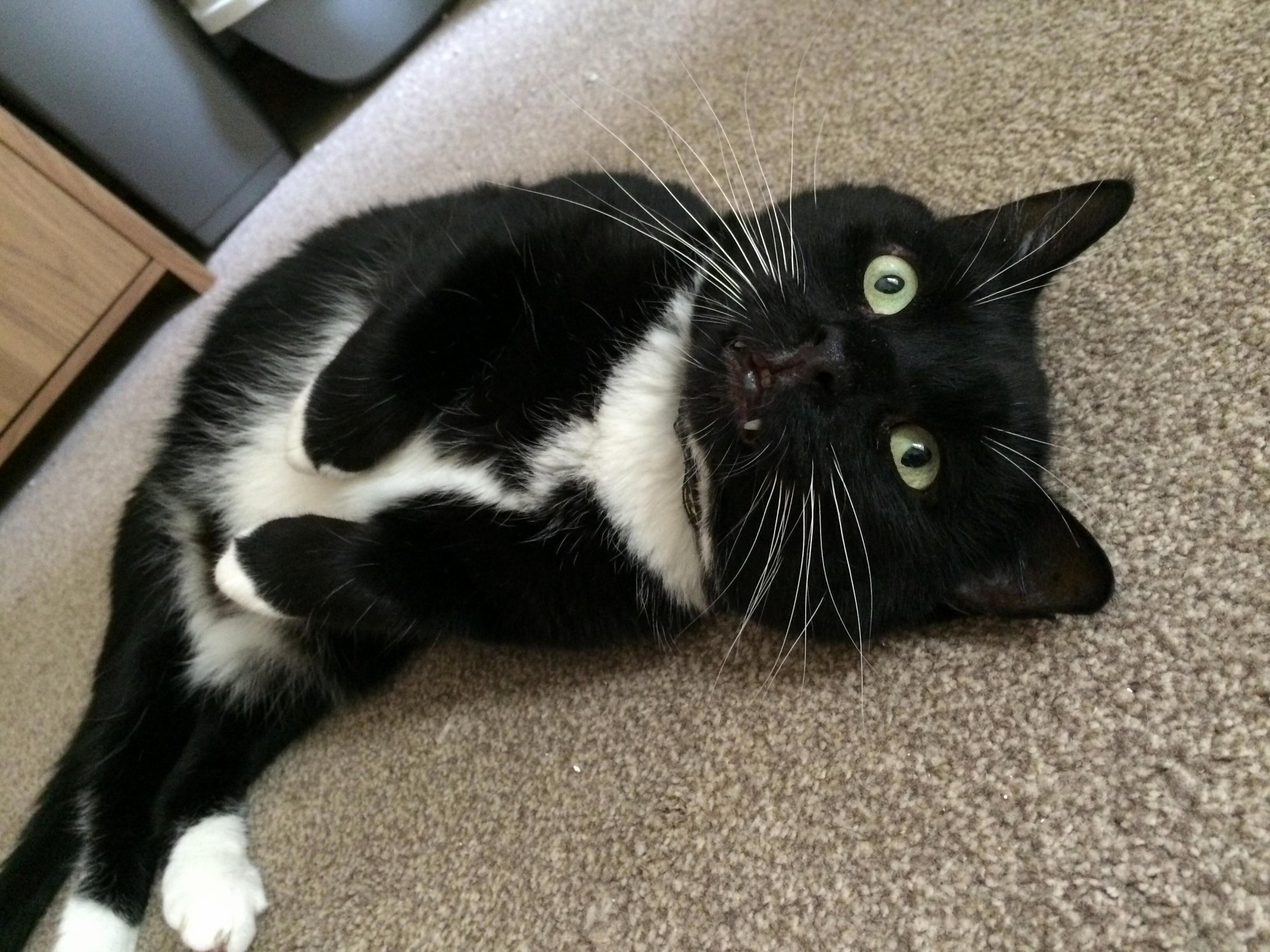 Noodles Is Such a Derp.
