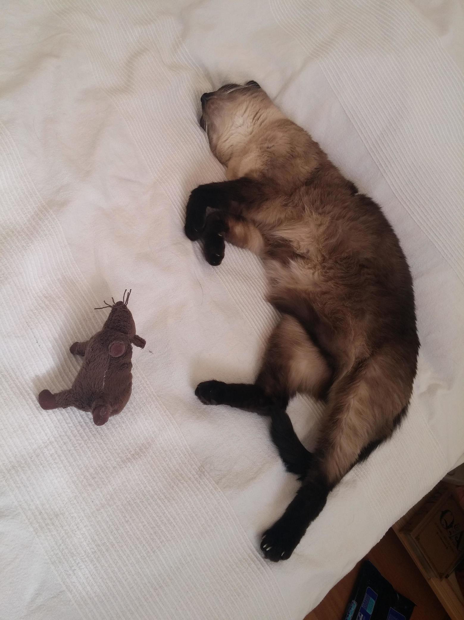 Not Staged Nikki Superstar Taking a Nap with a Friend