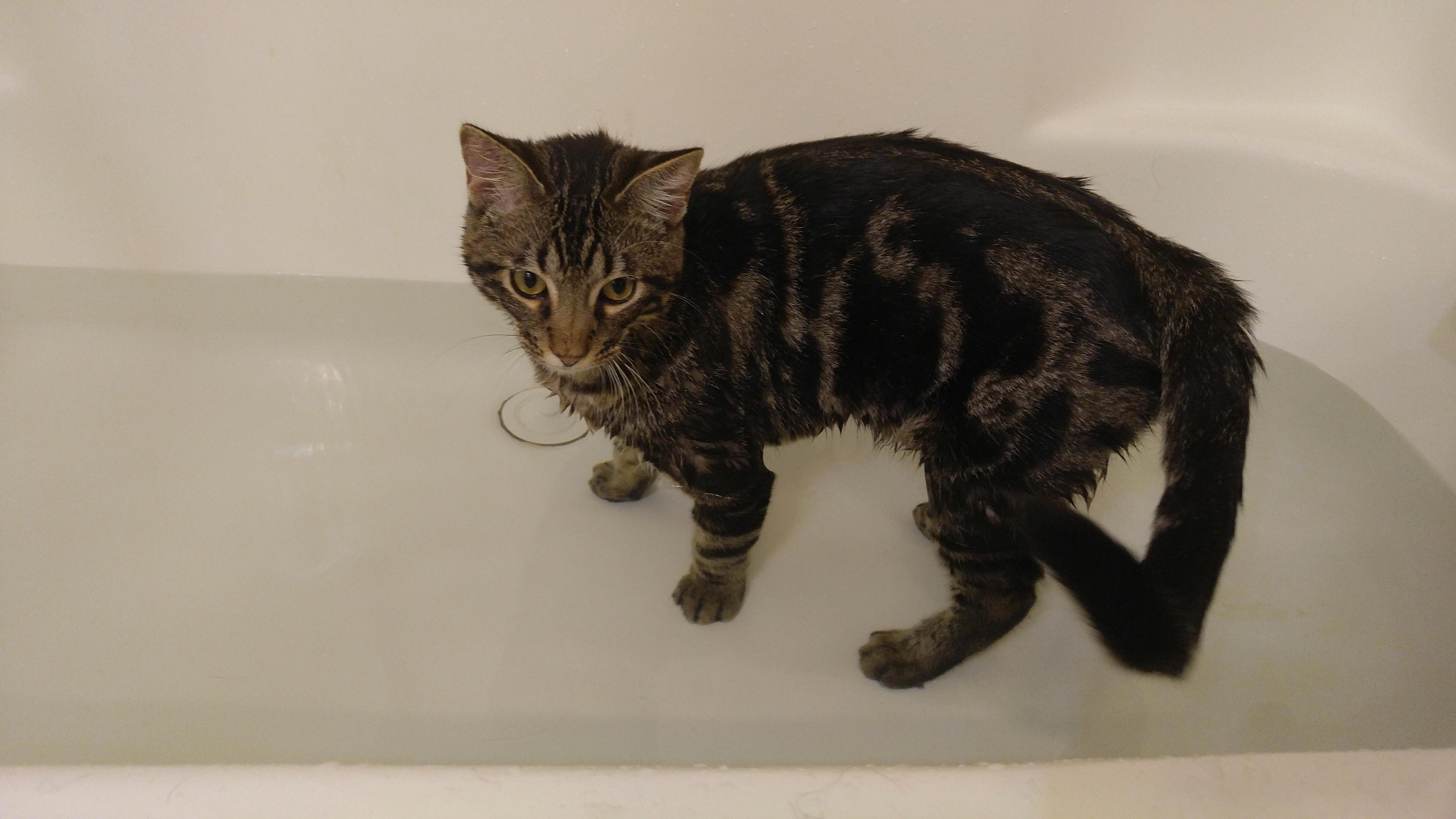 Not Totally Used to It Yet but Apollo Enjoys His Bathtime