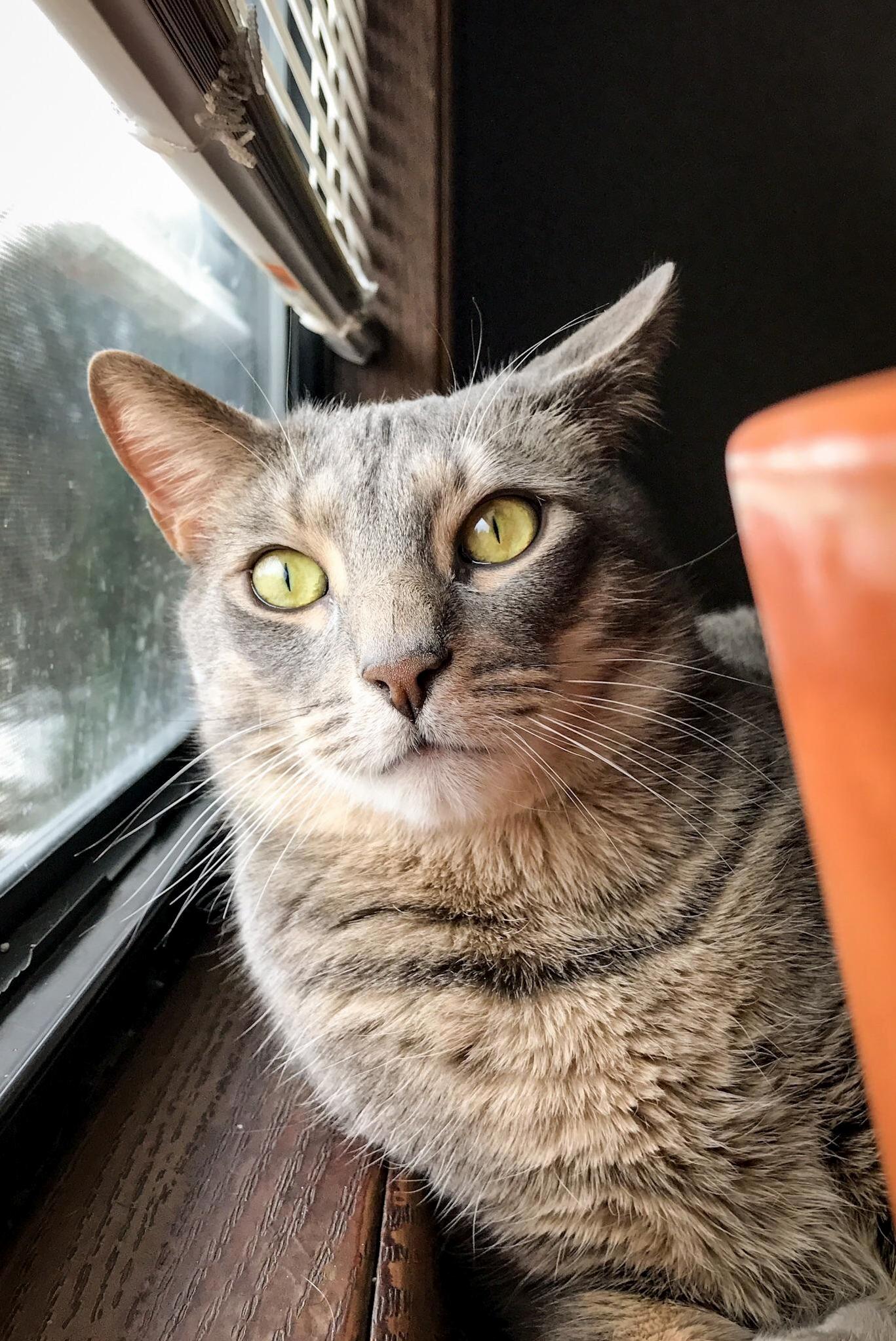 Now That Its Warmer Out Lupin Spends Most of His Time at the Window Chirping at Birds.