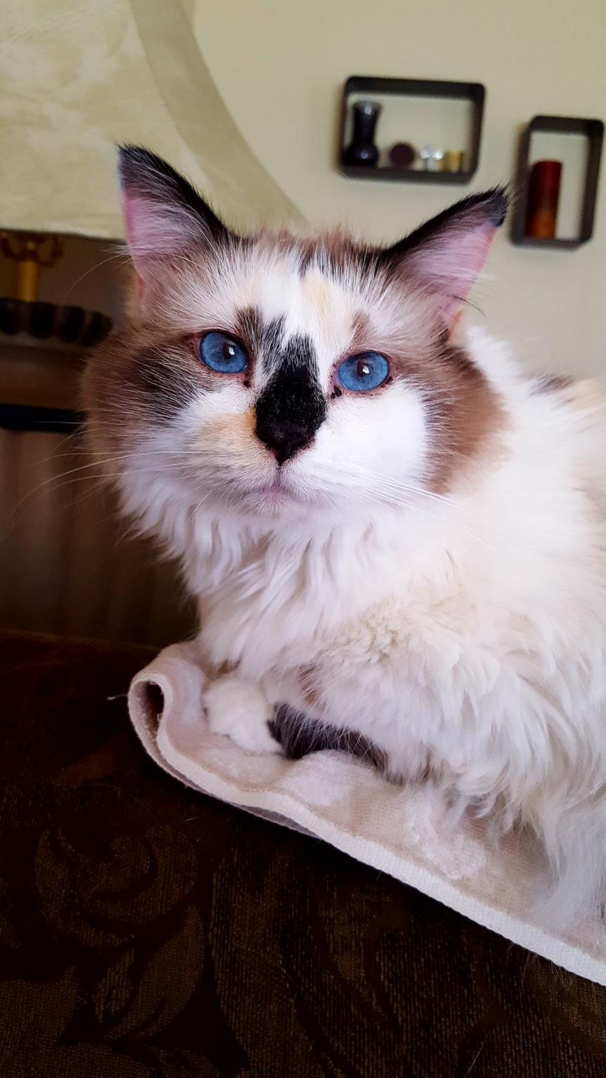 Nymphadora Tonks Our Cat. She Is Calico Ragdoll