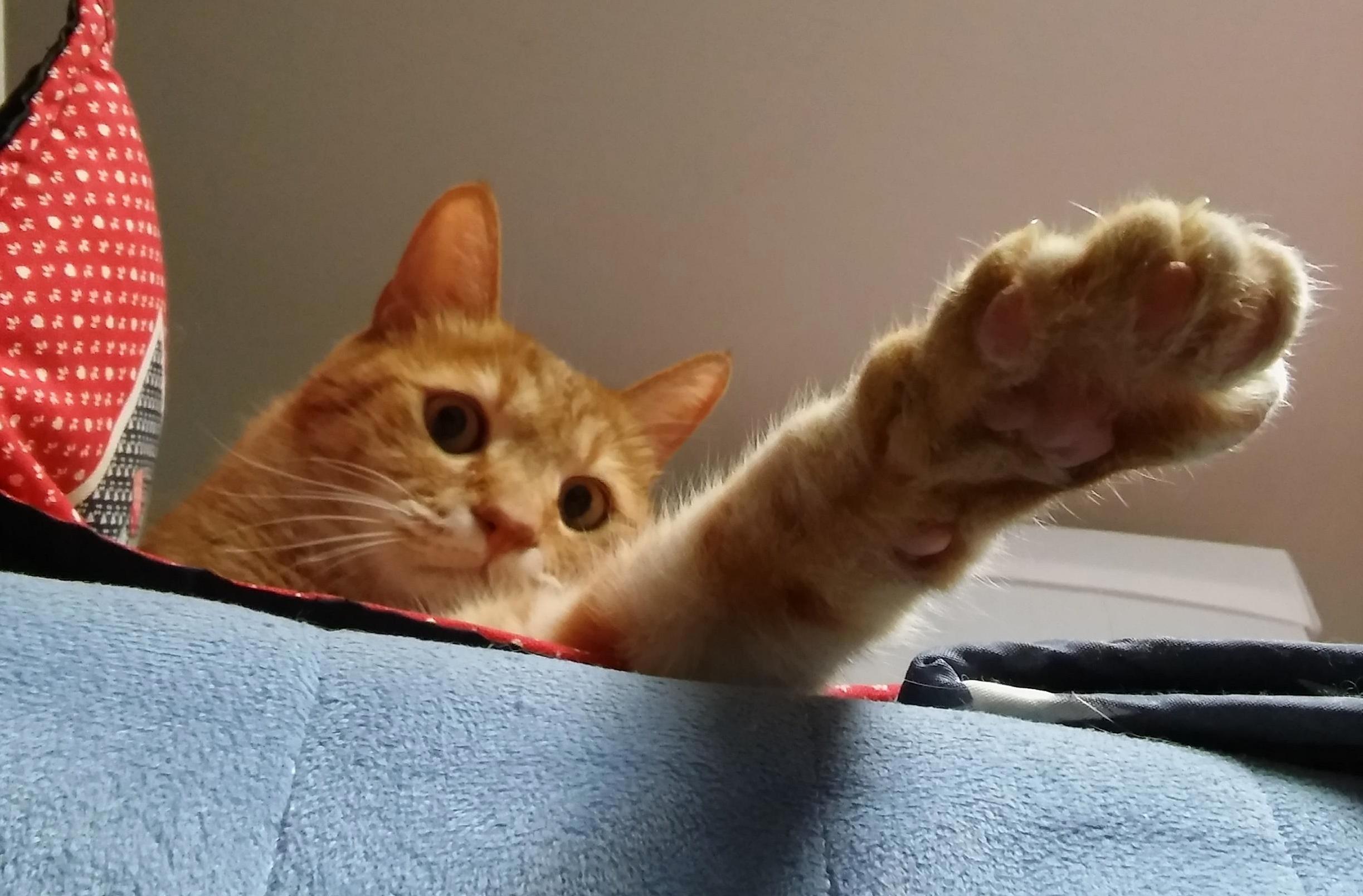 Observing Me from the Bunk Beds.