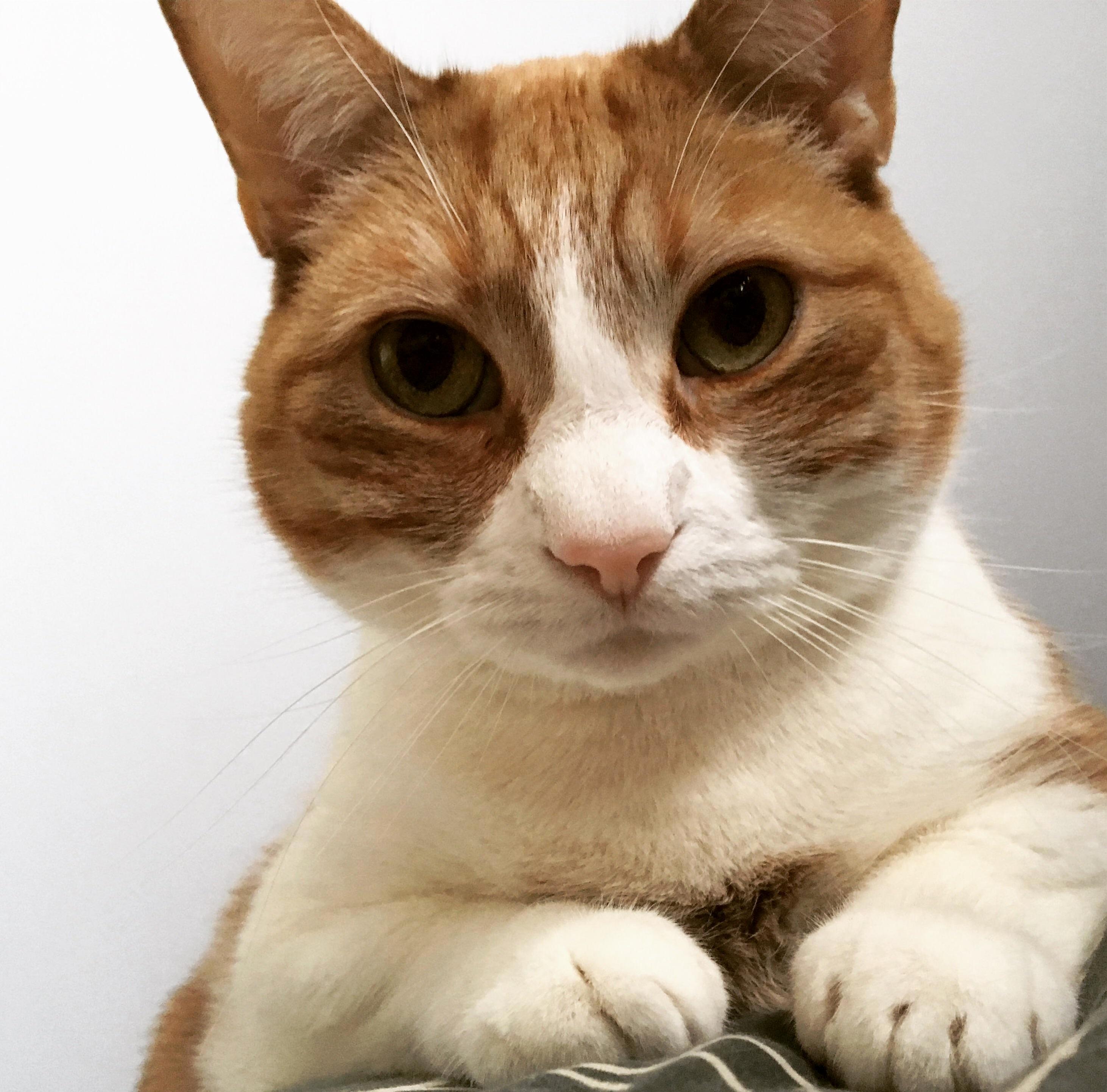 Oc I Wake Up Each Morning Gazing Into These Dreamy Eyes . . . Demanding Me to Pet Him.