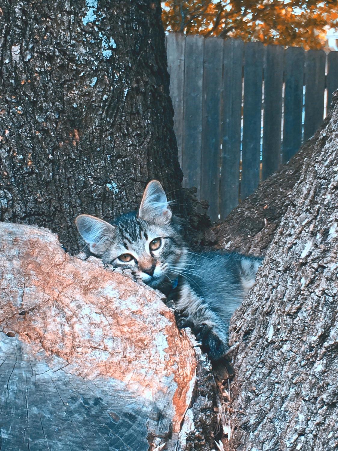 Odin in His Favorite Tree