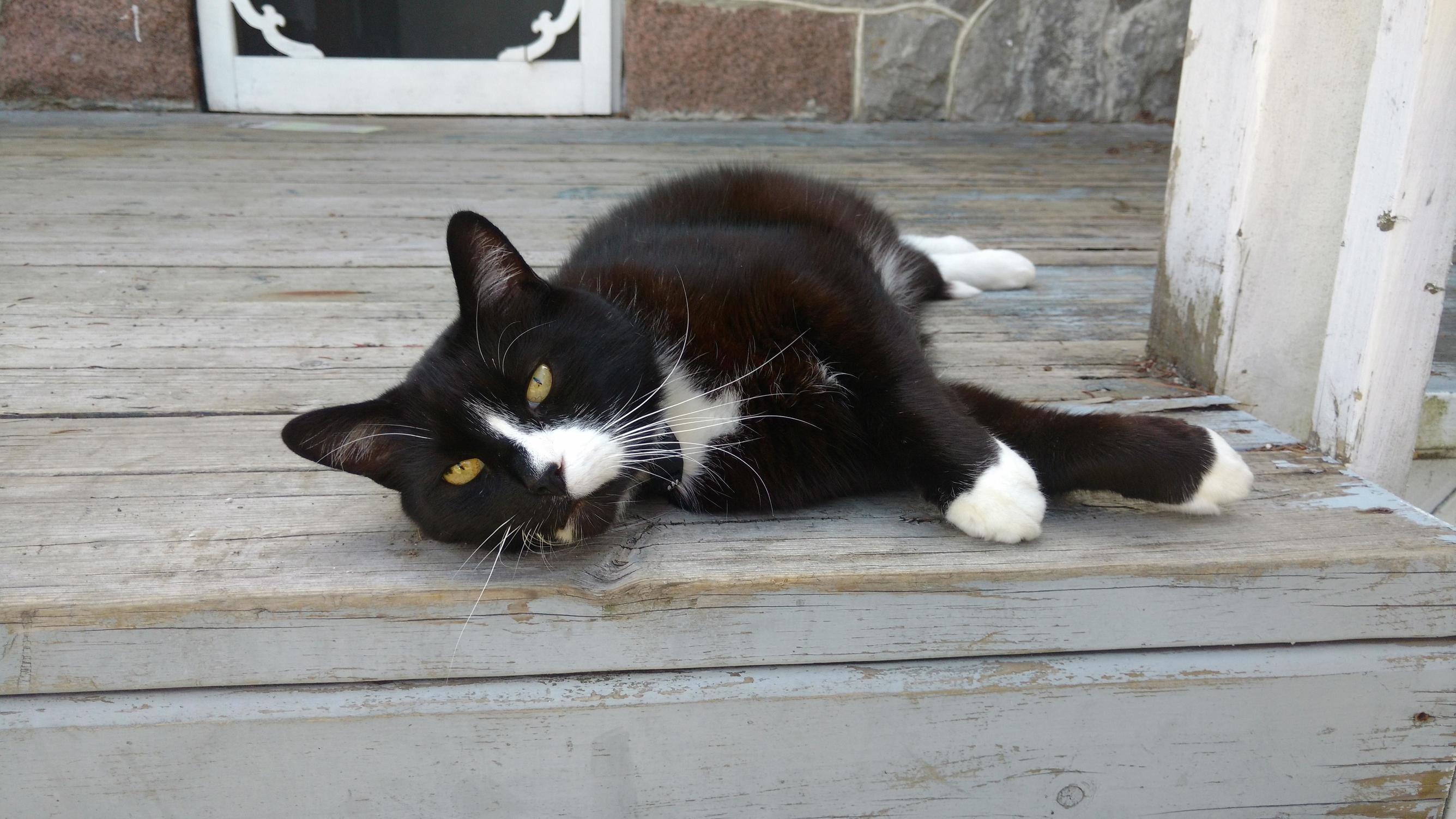Odins Enthusiastic Welcome Home.