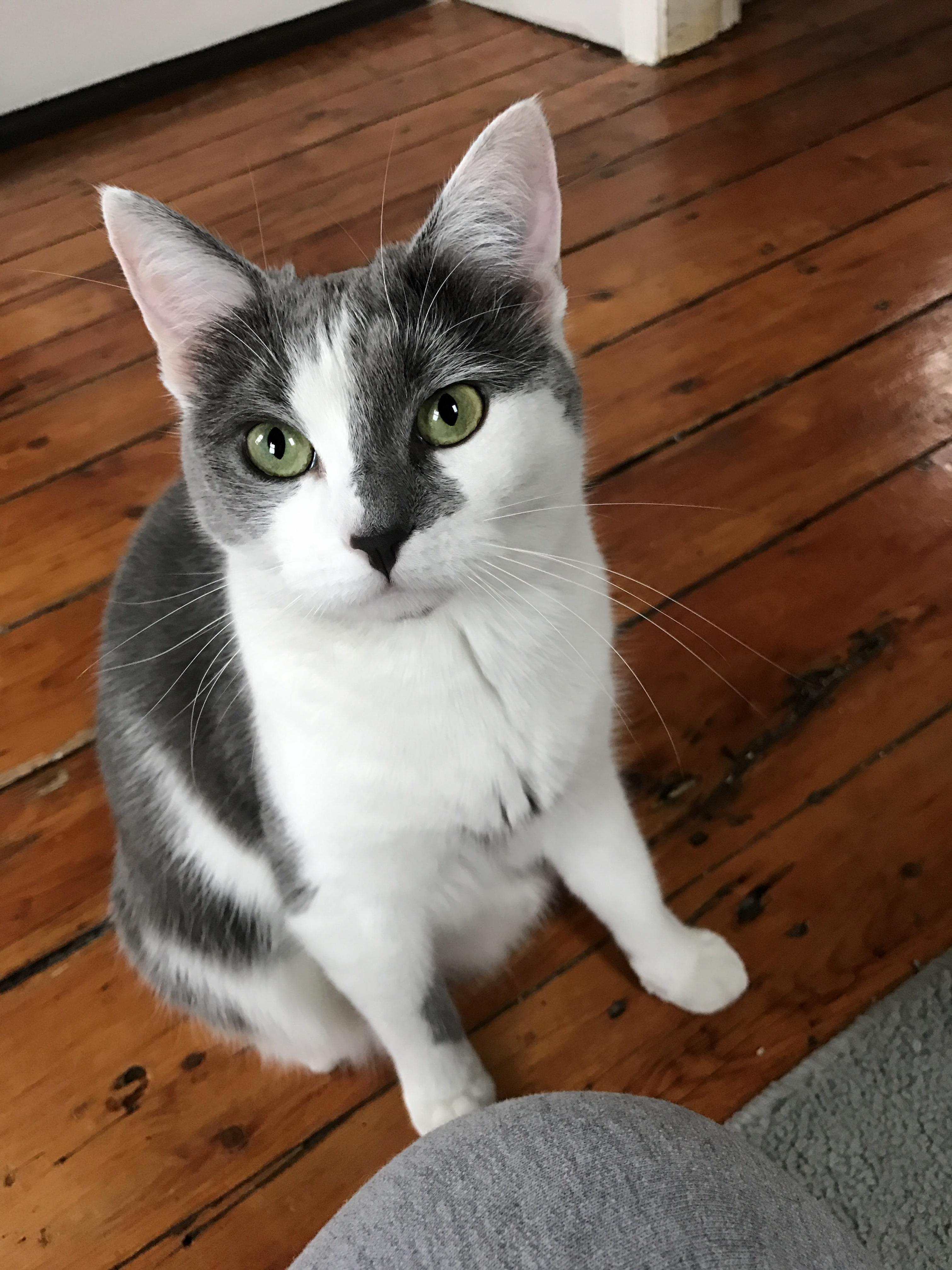 Officially One of Those Cat Owners Who Says Their Cat Is a Super Model.