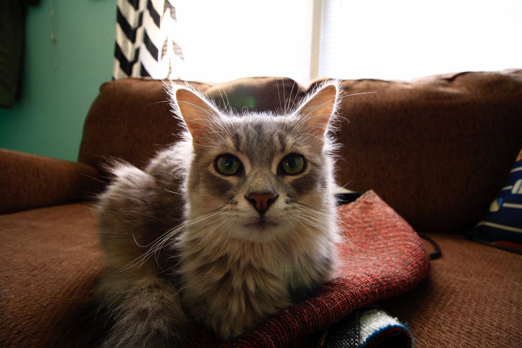 Oller Has the Longest Whiskas