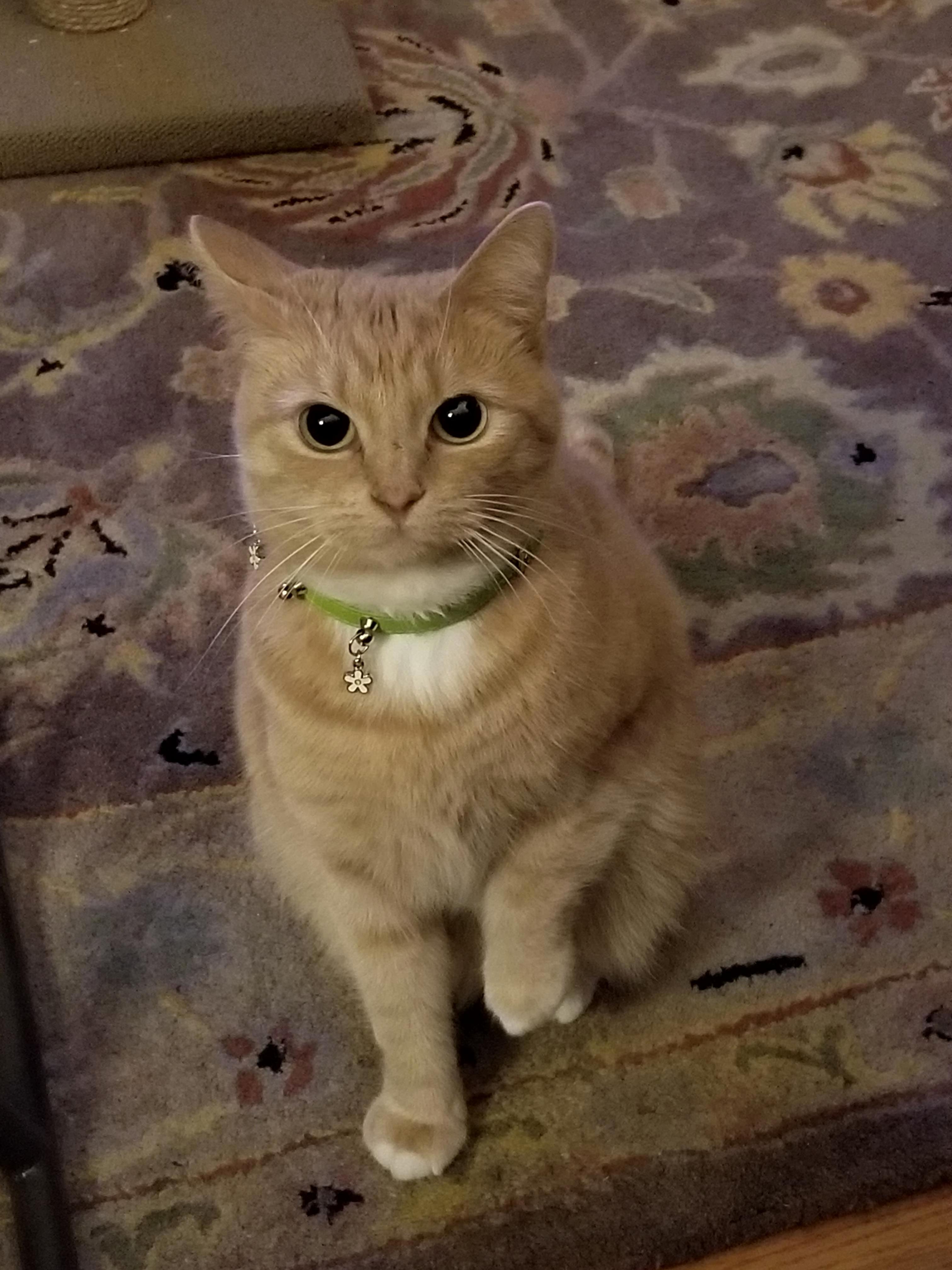 Ouch I Hurt My Little Paw Hooman My Girlfriends Cat Always Stands Like This.