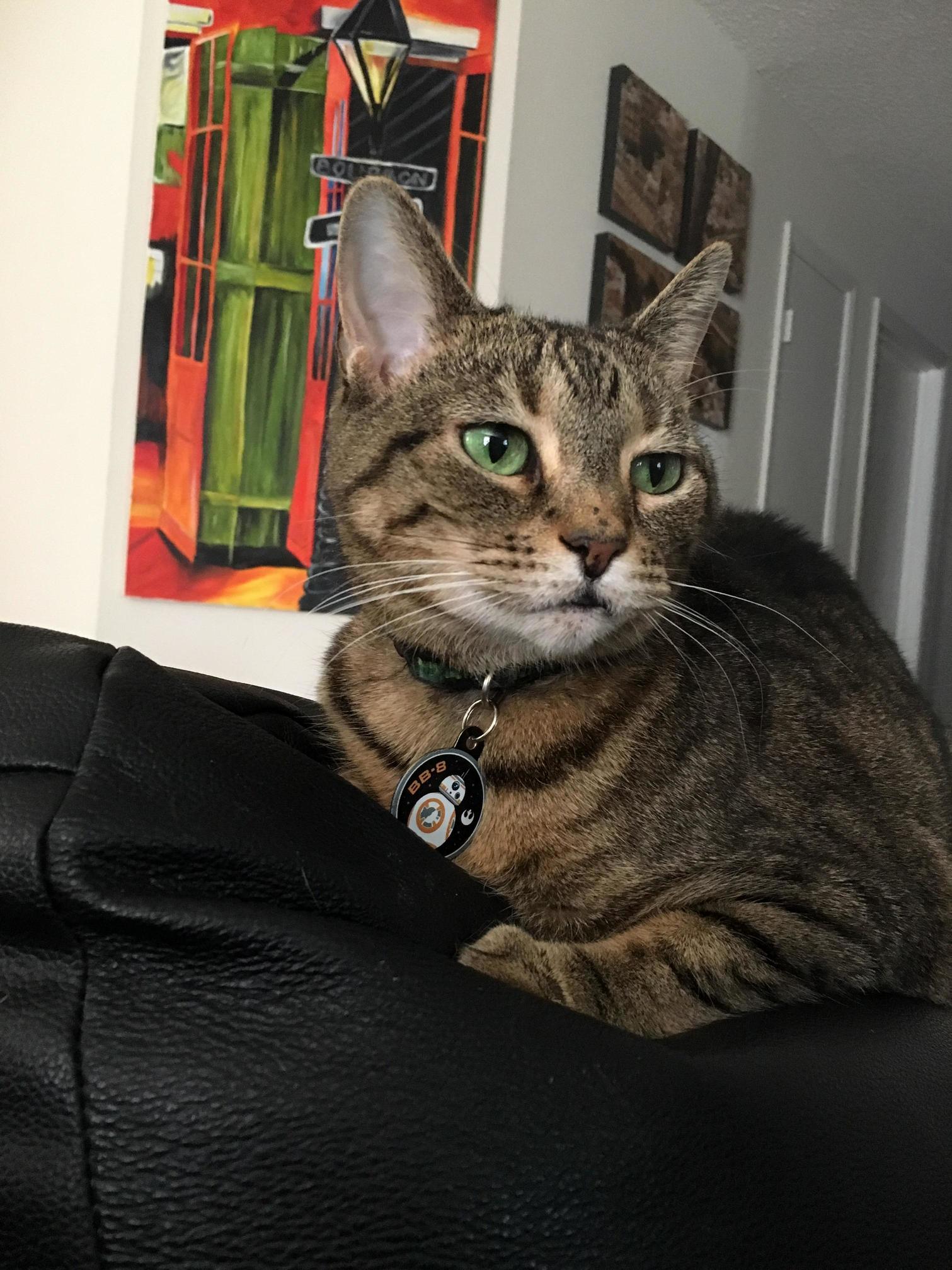 Our 12 Year Old Queen of the House