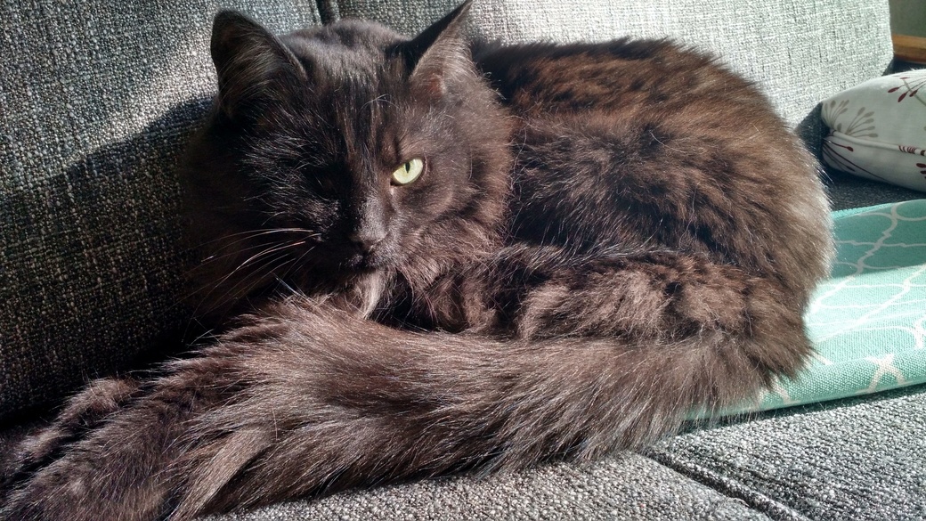Our Beautiful Pirate Captain Jack.