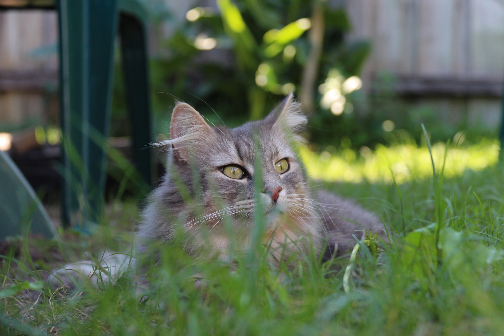 Our Cat Luxe Enjoying Our Backyard