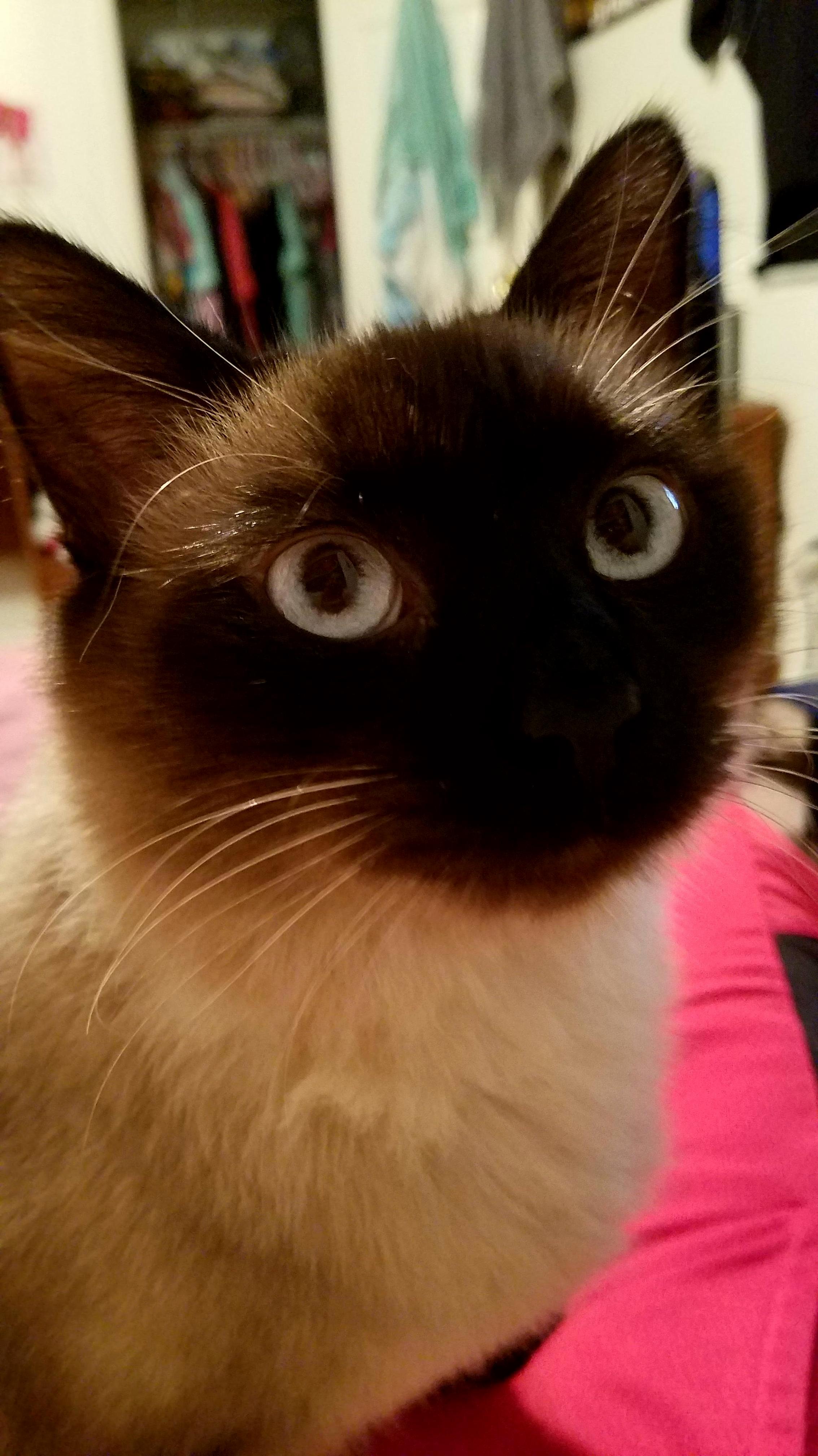 Our Cat Nala Being Nosy and Saying Hello