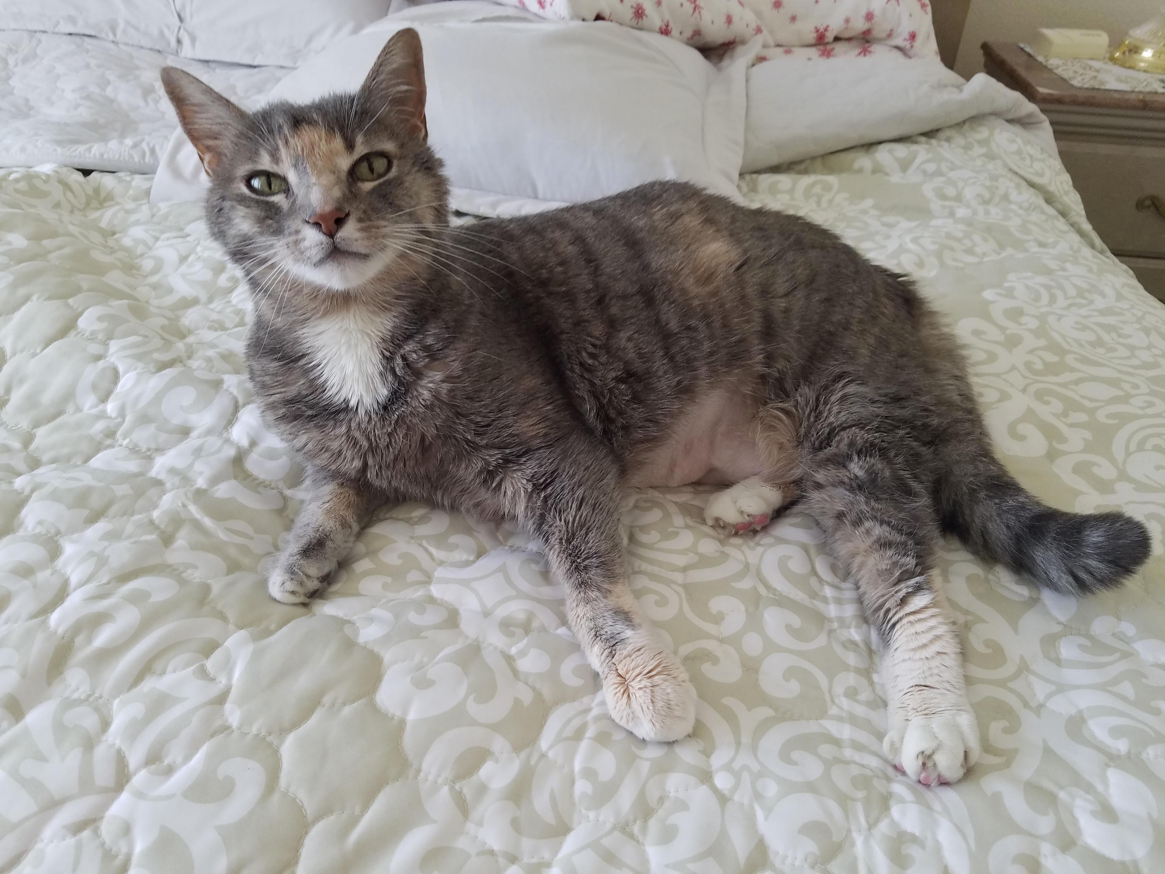 Our Cat Probably Only Has a Couple Weeks Left but Shes Doing All the Things She Loves