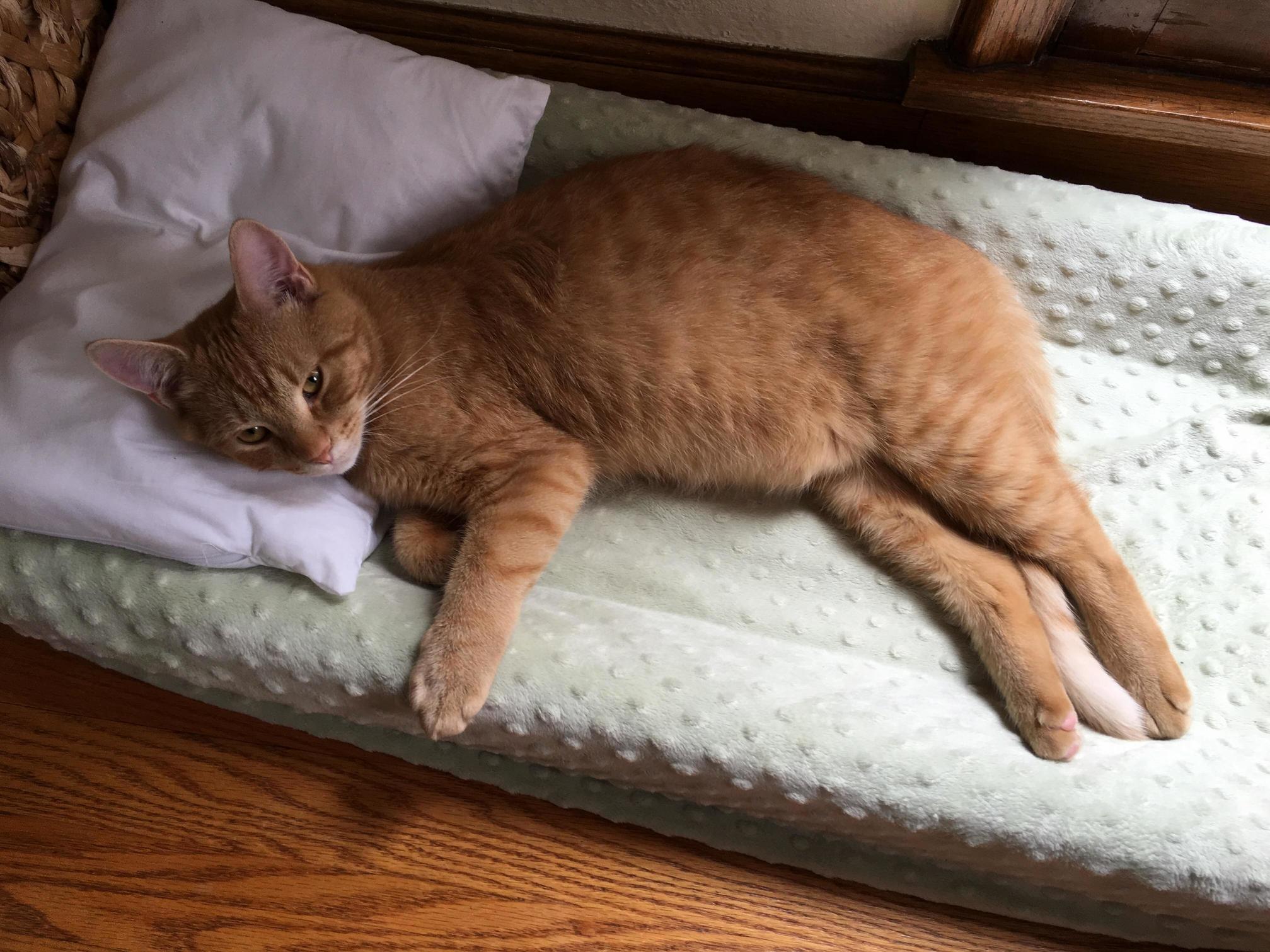 Our Former Stray Now Has a Happy Belly