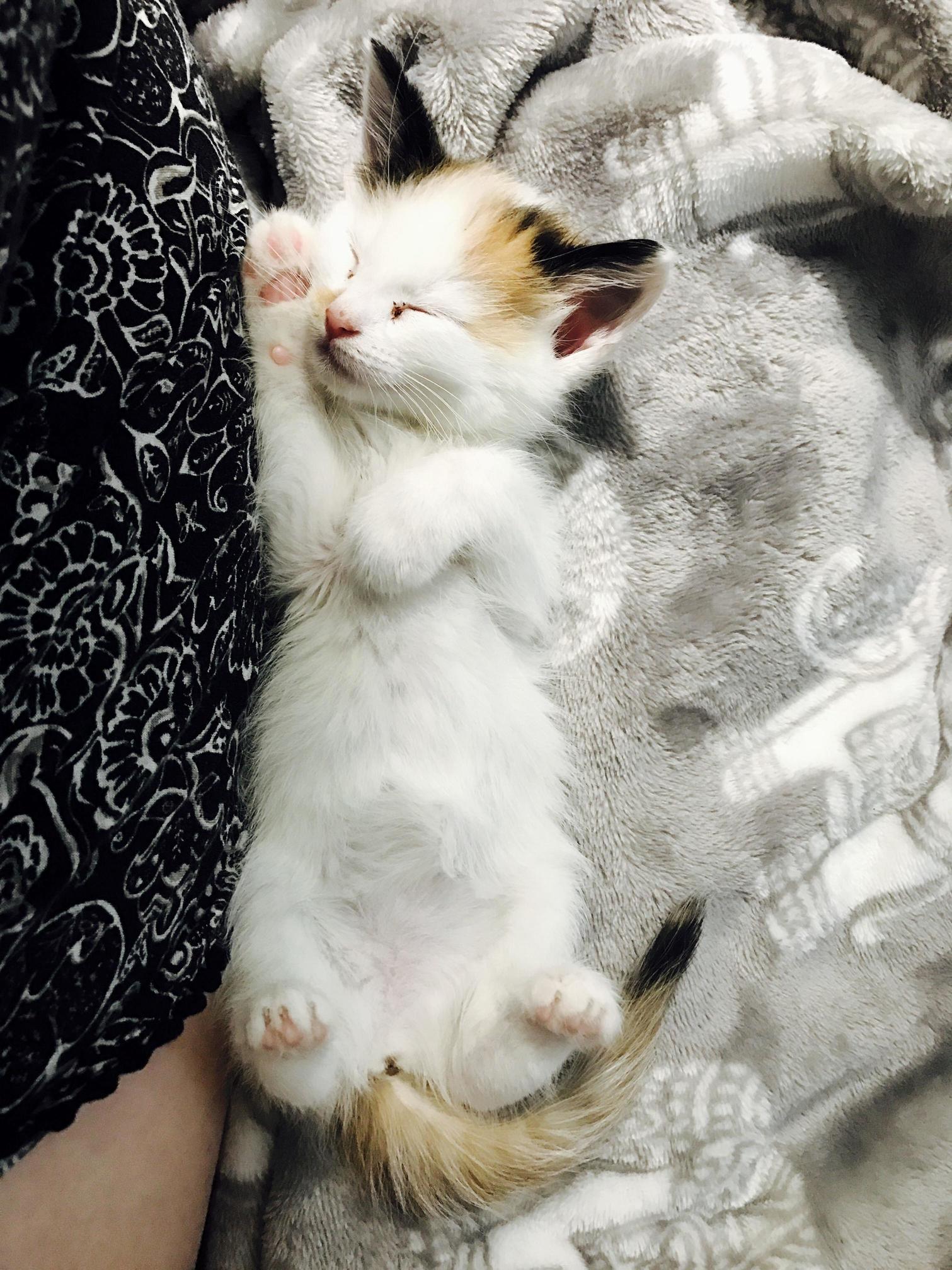 Our Little Foster Mcflurry Showing Off Her Bean Toes and Napping