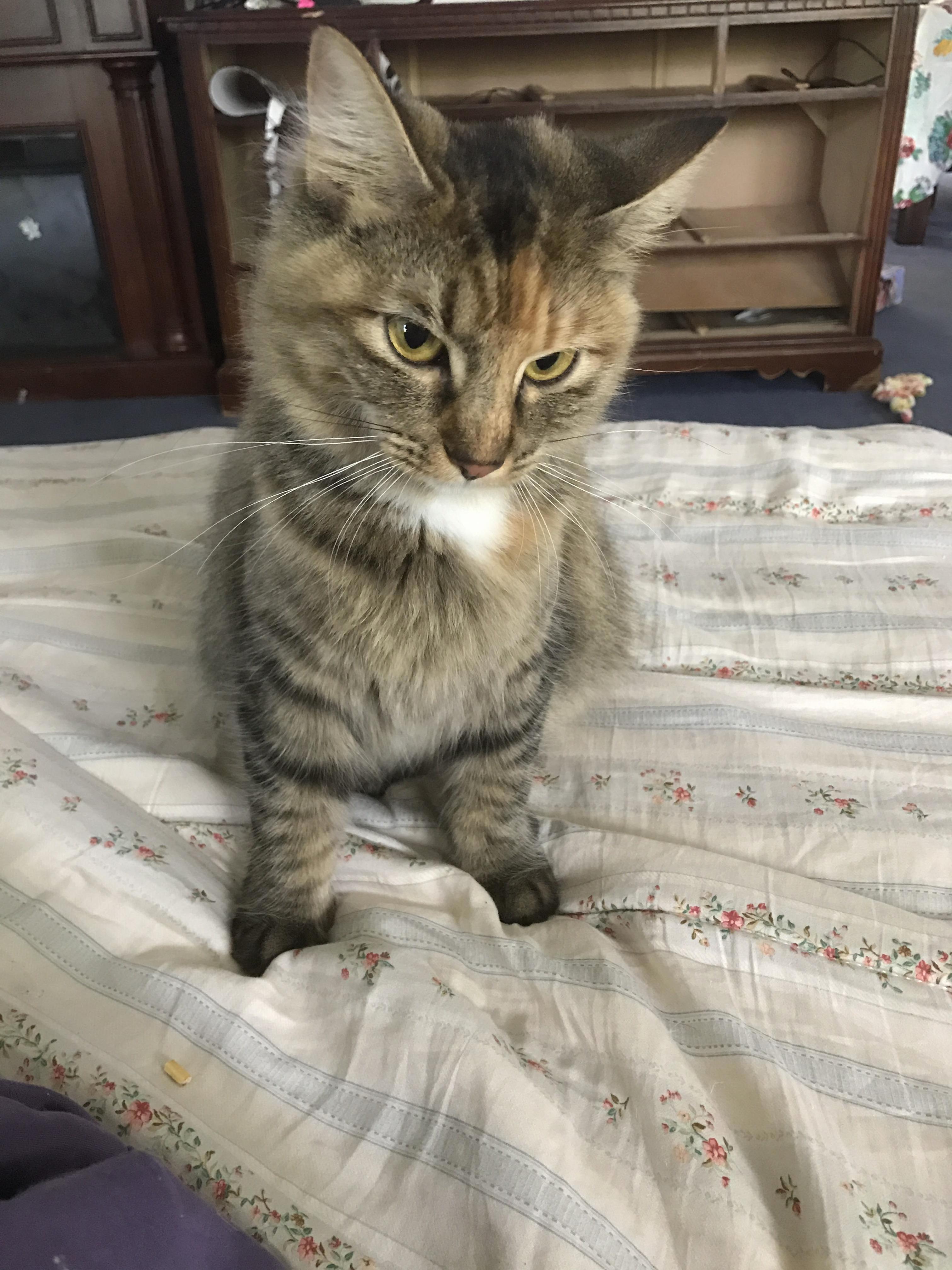 Our Manx Is Well Over a Year Old and Still Looks Like a Little Kitten.