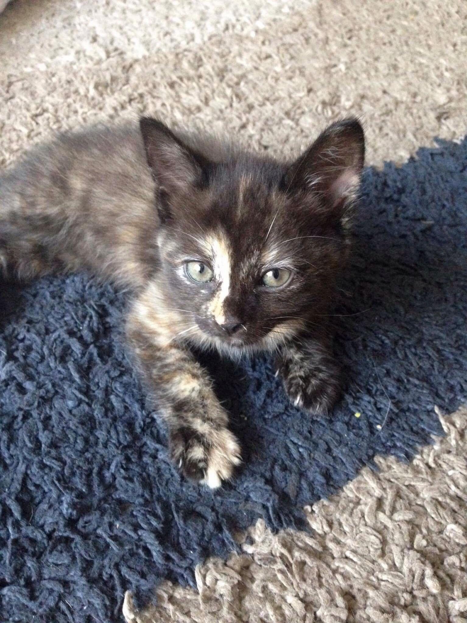 Our New Baby Piper.
