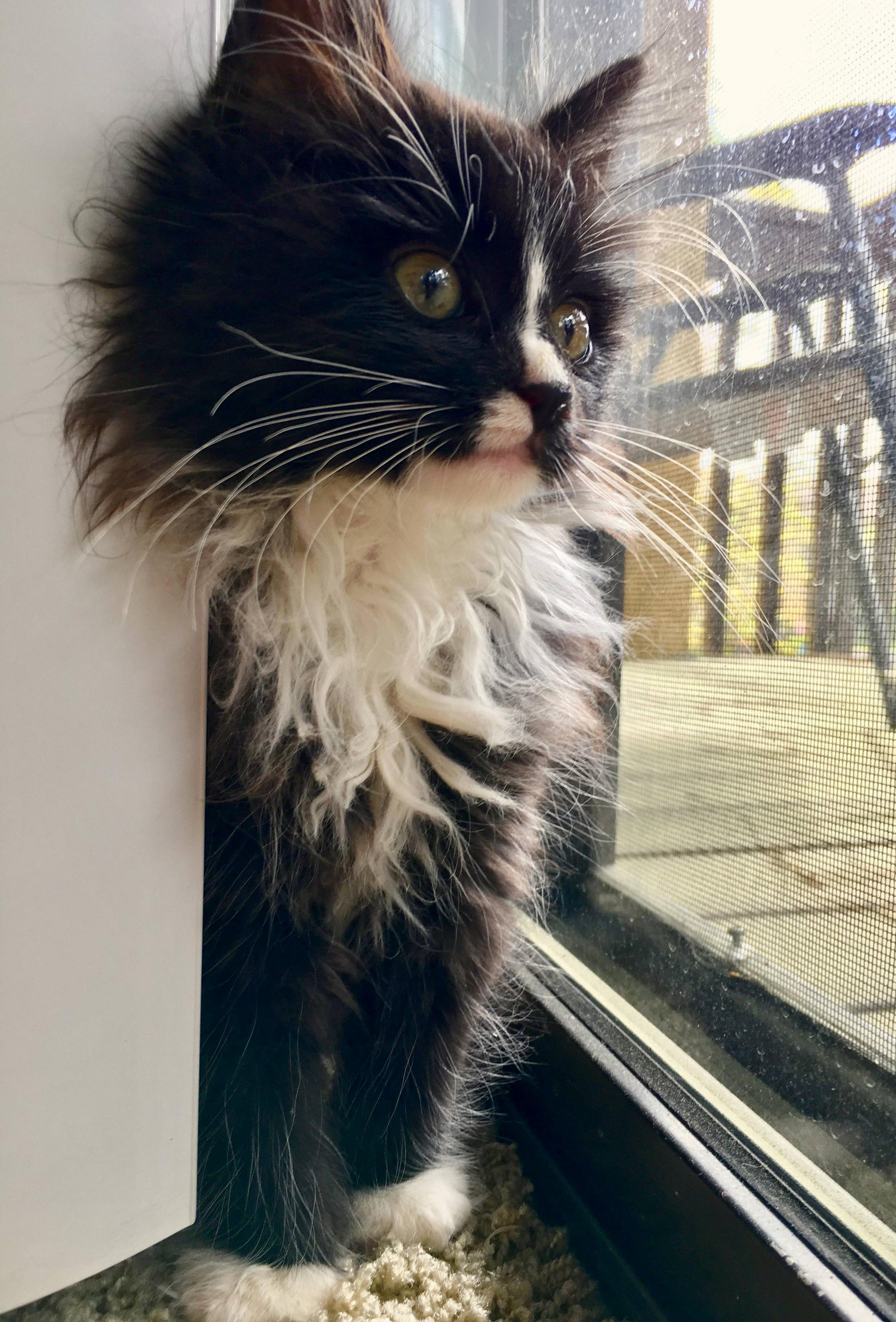 Our New Kitten Scout