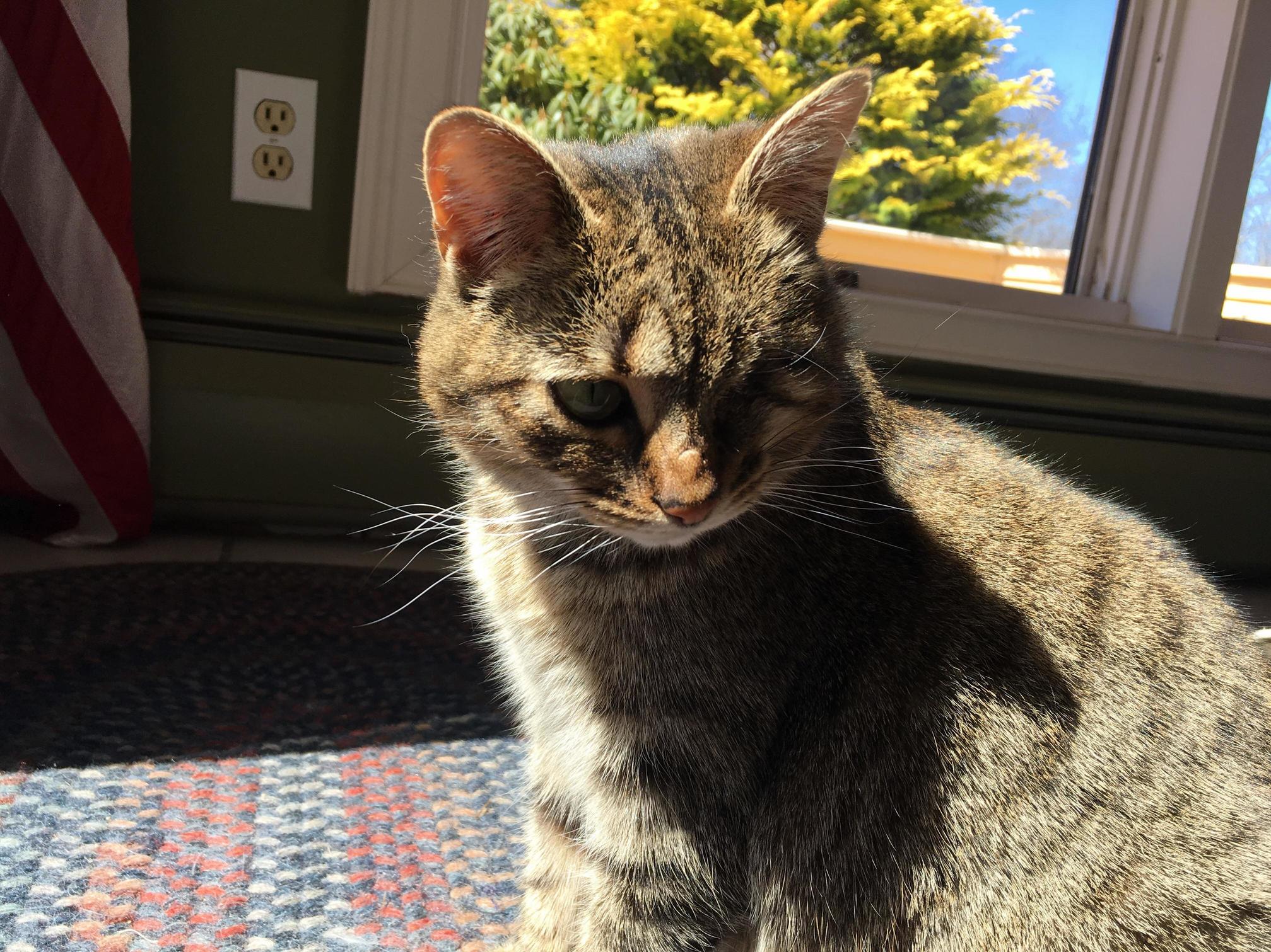 Our One-eyed Battle-scarred Rescue from the Cold Canadian Forest